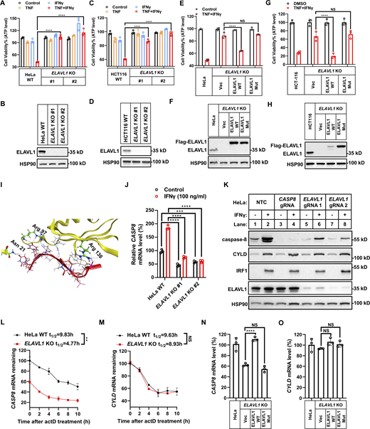 ELAVL1 is required for TNF/IFNγ-induced cell death. (A and C) HeLa (A) or HCT-116 (C) cells (parental, ELAVL1 KO clones #1 and #2 with different gRNA) were treated with TNF/IFNγ for 48 h (n = 3). Cell viability was determined by ATP levels. One-way ANOVA was performed: ****P < 0.0001. (B and D) The protein expression of ELAVL1 in indicated cells was analyzed by immunoblotting (n = 2). (E and G) HeLa (E) or HCT-116 (G) cells (parental, ELAVL1 KO, ELAVL1 KO stably expressed with WT ELAVL1 or mutated ELAVL1) were treated with TNF/IFNγ for 48 h (n = 3). Cell viability was determined by ATP levels. One-way ANOVA was performed: NS, ****P < 0.0001. (F and H) The protein expression of ELAVL1 in indicated cells was analyzed by immunoblotting (n = 2). (I) The binding interface between ELAVL1 and RNA in the ELAVL1-RNA complex (PDB 4ED5) is shown. Amino acids critical for the RNA binding of ELAVL1 are highlighted. (J) HeLa cells (parental, ELAVL1 KO clones #1 and #2 with different gRNA) were treated with IFNγ for 24 h (n = 3). The mRNA levels of CASP8 were measured by qPCR. One-way ANOVA was performed: ***P = 0.0003, ****P < 0.0001. (K) HeLa cells (parental, CASP8 KO, ELAVL1 KO clones #1 and #2 with different gRNA) were treated with IFNγ for 24 h. The expression of indicated proteins was analyzed by immunoblotting (n = 4). (L and M) HeLa cells (parental and ELAVL1 KO) were treated with actinomycin D for the indicated time. The mRNA levels of CASP8 (L) and CYLD (M) were measured by qPCR (n = 3). The mRNA levels in HeLa cells before the addition of actinomycin D (0 h) were set as 100%. Two-tailed t test was performed: **P = 0.0024 (L); NS (M). (N and O) The mRNA levels of CASP8 (N) and CYLD (O) in HeLa cells (parental, ELAVL1 KO, ELAVL1 KO stably expressed with WT ELAVL1 or mutated ELAVL1) were measured by qPCR (n = 3). One-way ANOVA was performed: NS, ****P < 0.0001 (N); NS (O). Data represent the mean value ± SD from n biological replicates, or a representative immunoblot from n independent experiments. Source data are available for this figure: SourceData F7. Refer to the image caption for details.