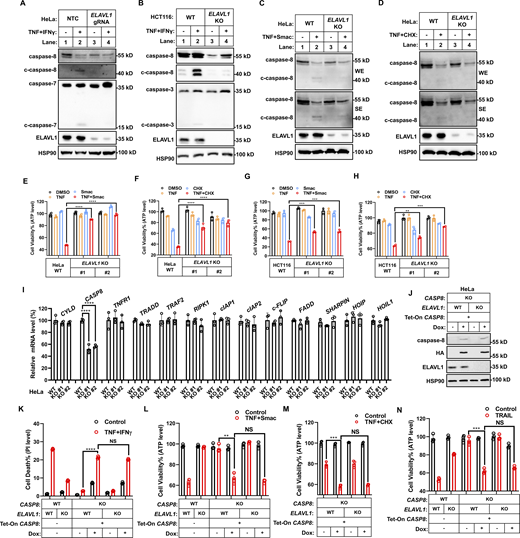 ELAVL1 regulates TNF- and TRAIL-mediated cell death by targeting caspase-8. (A and B) HeLa (A, n = 4) or HCT-116 (B, n = 3) cells (parental and ELAVL1 KO) were treated with TNF/IFNγ for 36 h. NTC is short for non-targeting control. The protein expression of cleaved and full-length caspase-3/7/8 was analyzed by immunoblotting. (C and D) HeLa cells (parental and ELAVL1 KO) were treated with TNF/Smac for 24 h (C) or TNF/CHX for 12 h (D). The protein expression of cleaved and full-length caspase-8 was analyzed by immunoblotting (n = 3). (E and F) HeLa cells (parental, ELAVL1 KO clones #1 and #2 with different gRNA) were treated with TNF/Smac (E) or TNF/CHX (F) for 24 h (n = 3). Cell viability was determined by ATP levels. One-way ANOVA was performed: ****P < 0.0001 (E); ****P < 0.0001 (F). (G and H) HCT-116 cells (parental, ELAVL1 KO clones #1 and #2 with different gRNA) were treated with TNF/Smac (G) or TNF/CHX (H) for 24 h (n = 3). Cell viability was determined by ATP levels. One-way ANOVA was performed: ***P = 0.0004, 0.0003 (from left to right, G); **P = 0.0024, ***P = 0.0001 (H). (I) The mRNA levels of indicated genes involved in TNF signaling were measured in HeLa cells (parental, ELAVL1 KO clones #1 and #2 with different gRNA) by qPCR (n = 3). One-way ANOVA was performed: ****P < 0.0001. (J) HeLa cells (CASP8 KO, CASP8, and ELAVL1 double KO) were infected with lentivirus-expressed CASP8 coding sequence with HA tag. The expression of indicated proteins from these cells in the presence or absence of dox was analyzed by immunoblotting (n = 4). (K–N) HeLa cells (parental, CASP8 KO, ELAVL1 KO, CASP8, and ELAVL1 double KO) were infected with lentivirus-expressed CASP8 or the empty vector. Cells were then treated with TNF/IFNγ (K), TNF/Smac (L), TNF/CHX (M), or TRAIL (N) in the presence or absence of dox (n = 3). Cell death was measured by PI staining followed by flow cytometry. Cell viability was determined by ATP levels. Two-tailed t test was performed: NS, ****P < 0.0001 (K); NS, **P = 0.0015 (L); NS, ***P = 0.0004 (M); NS, ***P = 0.0004 (N). Data represent the mean value ± SD from n biological replicates, or a representative immunoblot from n independent experiments. Source data are available for this figure: SourceData F8.