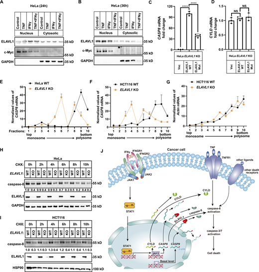 ELAVL1 increases the translational efficiency of caspase-8. (A and B) HeLa cells were treated with TNF, IFNγ, or TNF/IFNγ for 24 h (A) or 36 h (B). Cell lysates were separated into nucleus and cytosolic components. Subcellular localization of ELAVL1 was analyzed by immunoblotting (n = 3). (C and D) HeLa ELAVL1 KO cells were infected with lentivirus express Flag-ELAVL1, Flag-ELAVL1 mutant, or the empty vector. Then cells were lysed and subjected to RNA IP using anti-FLAG antibody. Relative enrichment of CASP8 (C) and CYLD (D) mRNA levels were measured by qPCR (n = 3). The mRNA levels in HeLa cells were set as 1. One-way ANOVA was performed: ****P < 0.0001 (C); NS (D). (E) HeLa cells (parental, ELAVL1 KO) were fractionated into 10 gradient fractions by sucrose gradient centrifugation. Polysome fraction analysis of the distribution of CASP8 mRNAs was measured by qPCR (mean value from two independent experiments). (F and G) HCT-116 cells (parental, ELAVL1 KO) were fractionated into 10 gradient fractions by sucrose gradient centrifugation. Polysome fraction analysis of the distribution of CASP8 (F) or CYLD (G) mRNAs was measured by qPCR (mean value from two independent experiments). (H and I) HeLa (H, n = 4) or HCT-116 (I, n = 3) cells (parental, ELAVL1 KO) were treated with CHX for the indicated time. The expression of indicated proteins was analyzed by immunoblotting. (J) The biochemistry mechanism model of TNF/IFNγ-induced cell death. IFNγ activates IFNGR1/JAK1/STAT1/IRF1 pathway, which then induces the transcription of CYLD/CASP8/CASP7. When CASP8 mRNA translocates from nucleus to cytosol, ELAVL1 promotes the mRNA stability and translation of CASP8. Finally, increased expression of caspase-8 and CYLD can synergistically promote TNF-mediated caspase-8 activation and cell death. Data represent the mean value ± SD from n biological replicates, or a representative immunoblot from n independent experiments. Source data are available for this figure: SourceData F9.