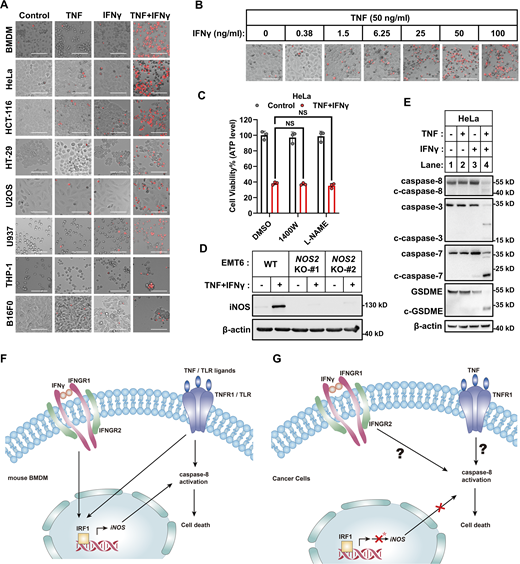 iNOS is dispensable in TNF/IFNγ-induced human and murine origin cancer cell death. (A) Representative images of cell death in indicated cancer cell lines with TNF, IFNγ, or TNF/IFNγ treatments for 36 h (n = 3). PI staining was used to show dead cells. Scale bar, 275 μm. (B) Representative images of PI staining in HeLa cells after 36 h treatment with TNF alone or plus indicated concentrations of IFNγ. Scale bar, 275 μm. (C) HeLa cells were treated with TNF/IFNγ in the presence or absence of 1400W, or L-NAME for 48 h (n = 3). Cell viability was determined by ATP levels. One-way ANOVA was performed: NS. (D) EMT6 cells (parental and Nos2 KO clones #1 and #2 with different gRNA) were treated with IFNγ for 12 h. Protein expression of iNOS was analyzed by immunoblotting (n = 3). (E) HeLa cells were treated with TNF, IFNγ, or TNF/IFNγ for 36 h. The expression of cleaved and full-length caspase-3/7/8 and GSDME proteins were analyzed by immunoblotting (n = 3). (F and G) Schematic of the biochemical mechanism of TNF or TLR ligands plus IFNγ induced cell death in murine BMDMs (F) or cancer cells (G). Asterisk: TNF/IFNγ failed to induce the expression of iNOS in human cancer cells, or the induced iNOS in murine cancer cells has no effect on cell death. Data represent the mean value ± SD from n biological replicates, or a representative immunoblot from n independent experiments. Source data are available for this figure: SourceData FS1. Refer to the image caption for details.