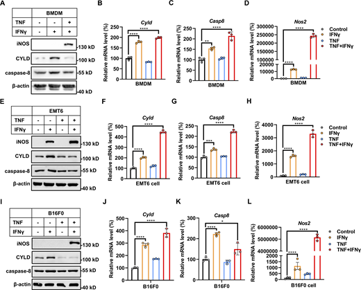 IFNγ induces CYLD and caspase-8 expression in murine cell lines. (A, E, and I) BMDMs (A), EMT6 (E), and B16F0 (I) cells were treated with IFNγ, TNF, or TNF/IFNγ for 24 h. The protein expression of CYLD, caspase-8, and iNOS was analyzed by immunoblotting (n = 3). (B–D) BMDM cells were treated with IFNγ, TNF, or TNF/IFNγ for 24 h (n = 3). The mRNA expression of Cyld (B), Casp8 (C), and Nos2 (D) was measured by qPCR. One-way ANOVA was performed: ****P < 0.0001 (B); **P = 0.0029, ****P < 0.0001 (C); ****P < 0.0001 (D). (F–H) EMT6 cells were treated with IFNγ, TNF, or TNF/IFNγ for 24 h (n = 3). The mRNA levels of Cyld (F), Casp8 (G), and Nos2 (H) were measured by qPCR. One-way ANOVA was performed: ****P < 0.0001 (F); ***P = 0.0003, ****P < 0.0001 (G); ****P < 0.0001 (H). (J–L) B16F0 cells were treated with IFNγ, TNF, or TNF/IFNγ for 24 h (n = 3). The mRNA expression of Cyld (J), Casp8 (K), and Nos2 (L) were measured by qPCR. One-way ANOVA was performed: ****P < 0.0001 (J); *P = 0.03, ****P < 0.0001 (K); ****P < 0.0001 (L). Data represent the mean value ± SD from n biological replicates or a representative immunoblot from n independent experiments. Source data are available for this figure: SourceData FS2. Refer to the image caption for details.