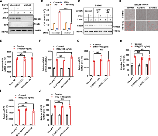 IFNγ induces CYLD levels to synergize with TNF to induce cell death. (A) EMT6 cells were infected with lentivirus with control (shcontrol) or Cyld shRNA (shCyld) and treated with IFNγ for 24 h. The protein expression of CYLD and IRF1 was analyzed by immunoblotting (n = 3). (B) EMT6 shcontrol and shCyld cells were treated with TNF, IFNγ, or TNF/IFNγ for 48 h (n = 3). Cell death was measured by PI staining. Two-tailed t test was performed: ****P < 0.0001. (C) Murine BMDMs were transfected with control or Cyld siRNAs (#1 and #2 targeting different regions of Cyld) for 48 h, after which cells were treated with IFNγ for 24 h. The protein expression of CYLD was analyzed by immunoblotting (n = 3). (D) BMDMs (Control and Cyld knockdown) were treated with TNF/IFNγ for 48 h (n = 3). PI staining was used to show dead cells. Scale bar, 275 μm. (E and F) HeLa cells (parental, mutated ISRE-1 knock-in clones #1 and #2) were treated with IFNγ for 24 h (n = 3). The mRNA levels of IRF1 (E) and CYLD (F) were determined by qPCR. One-way ANOVA was performed: NS (E); NS, *P = 0.0133 (F). (G and H) HeLa cells (parental, mutated ISRE-2 knock-in clones #1 and #2) were treated with IFNγ for 24 h (n = 3). The mRNA levels of IRF1 (G) and CYLD (H) were determined by qPCR. One-way ANOVA was performed: NS. (I and J) HeLa cells (parental, CYLD KI-4 clones #1 and #2) were treated with IFNγ or vehicle control for 24 h (n = 3). IRF1 (I) and CASP8 (J) mRNA levels were determined by qPCR (n = 3). One-way ANOVA was performed: NS (I); NS (J). Data represent the mean value ± SD from n biological replicates or a representative immunoblot from n independent experiments. Source data are available for this figure: SourceData FS4. Refer to the image caption for details.
