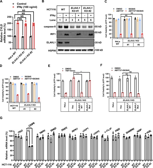 ELAVL1 is a general regulator involved in TNF-mediated cell death. (A) HeLa cells (parental, ELAVL1 KO clones #1 and #2 with different gRNA) were treated with IFNγ for 24 h (n = 3). The mRNA levels of CYLD were measured by qPCR. One-way ANOVA was performed: NS. (B) HCT-116 cells (parental, ELAVL1 KO clones #1 and #2 with different gRNA) were treated with IFNγ for 24 h. The expression of indicated proteins was analyzed by immunoblotting (n = 3). (C and D) HeLa (C) or HCT-116 (D) cells (parental, ELAVL1 KO clones #1 and #2 with different gRNA) were treated with ABT737/S63845 for 12 h (n = 3). Cell viability was determined by ATP levels. One-way ANOVA was performed. (E and F) HeLa cells (parental, ELAVL1 KO, ELAVL1 KO stably expressed with WT ELAVL1 or mutated ELAVL1) were treated with TNF/Smac (E) or ABT737/S63845 (F) (n = 3). Cell viability was determined by ATP levels. One-way ANOVA was performed: **P = 0.0053, ****P < 0.0001 (E); NS (F). (G) The mRNA levels of indicated genes involved in TNF signaling were measured in HCT-116 cells (parental, ELAVL1 KO clones #1 and #2 with different gRNA) by qPCR (n = 3). One-way ANOVA was performed: ****P < 0.0001. Data represent the mean value ± SD from n biological replicates or a representative immunoblot from n independent experiments. Source data are available for this figure: SourceData FS5.