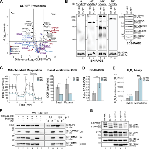 Loss of CLPB influences mitochondrial health. (A) Mitochondria were isolated from control and CLPBKO cells and subjected to LFQ MS. Data are presented as a volcano plot depicting the level of proteins in CLPBKO relative to control (n = 3). Proteins above the horizontal cutoff (P value <0.05, Student's t test) and outside of either vertical line (1.5-fold absolute change) are regarded as significantly altered in abundance. Functional annotations correspond to MitoCarta 3.0 categorization. (B) Mitochondria were isolated from control and CLPBKO cells and prepared for BN-PAGE (left) and SDS-PAGE (right). For BN-PAGE analysis, mitochondria were solubilized in digitonin-containing buffer and separated on a 4–16% acrylamide BN-PAGE gel, followed by immunoblotting (IB) with the indicated antibodies. For SDS-PAGE, mitochondrial pellets were resuspended in SDS-containing loading buffer and run on a 10–16% acrylamide tris-tricine gel followed by immunoblotting with the indicated antibodies. (C) OCRs were quantified in control and CLPBKO cells using a Seahorse analyzer. Left: Oligomycin, FCCP, and antimycin A/rotenone were added at the indicated time points to measure basal, maximal, and non-mitochondrial respiration rates. Right: Calculated basal and maximal OCR rates. Data averaged over three independent experiments. Error bars represent mean ± SD (n = 3), two-sample t test; *P < 0.05, **P < 0.01. (D) ECAR (mpH/min)/OCR (pmol/min) ratio calculations as obtained in C. Error bars represent mean ± SD (n = 3), two-sample t test; **P < 0.01. (E) Measurement of H2O2 ROS in control and CLPBKO cell lines after a 2 h vehicle (DMSO) or 10 µM menadione pre-treatment. Error bars represent mean ± SD (n = 3 for both vehicle and menadione treated). Two-sample t test; ***P < 0.001. ****P < 0.0001. (F) Mitochondrial sub-fractionation (lanes 1–6) and carbonate extraction (lanes 7–10) on mitochondria isolated from HEK wild-type cells to examine endogenous CLPB localization. Samples were run on a 10–16% acrylamide tris-tricine gel and immunoblotted with the indicated antibodies. S = supernatant, P = pellet. TOMM20 = OM localized control, TIMM29 = IM localized control, TIMM44 = matrix localized control, * = protease protected protein. (G) OPA1 processing in control, CLPBKO, and induced CLPBWT-FLAG, CLPBWA-FLAG, and CLPBWB-FLAG cell lines. Isolated mitochondria were run on a 8–10% acrylamide tris-tricine gel and and immunoblotted with antibodies as indicated. Stable cell lines were induced with 0.1 µg/ml tetracycline for 14 h prior to mitochondrial isolation. Source data are available for this figure: SourceData F1.