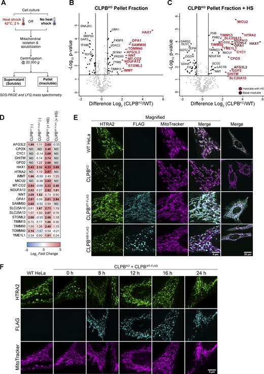 CLPB deficiency triggers excessive protein aggregation. (A) Schematic representation of the aggregation assay pipeline utilized in this study. (B and C) Protein insolubility in CLPBKO without (B) and with (C) heat shock (+HS). Isolated mitochondria from control and CLPBKO cells (untreated or following a 2 h HS at 42°C) were prepared for LFQ MS as outlined in A. Data is presented as a volcano plot depicting the level of proteins in the CLPBKO pellets relative to control (n = 3). Proteins above the horizontal cutoff (P value <0.05, Student's t test) and outside of either vertical line (1.5-fold absolute change) are regarded as significantly altered in abundance. To correct for anticipated differences in protein abundance within CLPBKO, data were normalized against CLPBKO proteomics (Fig. 1 A and Table S3). Proteins labeled in red had a fold difference >1.5 following normalization and are regarded as most strongly insoluble. Proteins labeled in dark red in C are also identified as insoluble in B. (D) Fold change comparison between proteins identified in the pellet fraction of: CLPBKO (−HS) (B), CLPBWT-FLAG (−HS), CLPBKO (+HS) (C), and CLPBWT-FLAG (+HS) following normalization to CLPBKO proteomics (Fig. 1 A and Table S3). The CLPBWT-FLAG stable cell line was induced with 0.1 µg/ml tetracycline for 12 h prior to immediate HS, or 14 h without HS. Values in bold are “strongly insoluble,” with fold difference >1.5 following normalization to CLPBKO proteomics. ND = not detected. (E) Immunofluorescence imaging reveals discrete HTRA2 foci in HeLa CLPBKO cells. HeLa control, CLPBKO, and CLPBKO cells stably expressing CLPBWT-FLAG or CLPBWB-FLAG were stained with MitoTracker Deep Red (magenta) and subjected to immunofluorescence analysis with antibodies directed against HTRA2 (green) and FLAG (cyan). Scale bar is equivalent to 20 or 5 µM (magnified) as indicated. (F) Monitoring HTRA2 foci clearance following CLPBWT-FLAG re-expression in HeLa CLPBKO background. CLPBWT-FLAG was transiently expressed in control and CLPBKO HeLa for indicated time points. Cells were stained with MitoTracker Deep Red (magenta) and subjected to immunofluorescence analysis with antibodies directed against HTRA2 (green) and FLAG (cyan). Scale bar is equivalent to 5 µM.
