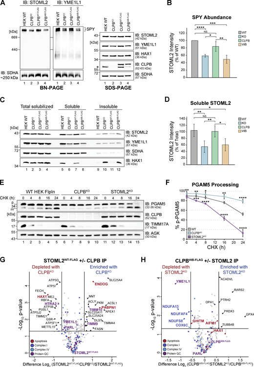 CLPB disaggregase is required to maintain SPY integrity. (A) Mitochondria isolated from control, CLPBKO, CLPBWT-FLAG, and CLPBWB-FLAG cells were prepared for BN-PAGE (left) and SDS-PAGE (right) analysis. For BN-PAGE, mitochondrial pellets were solubilized in digitonin-containing buffer and lysates were analyzed on a 4–16% gradient BN-PAGE gel and immunoblotted (IB) with the indicated antibodies. SDS-PAGE samples were solubilized in SDS-loading buffer prior to tris-tricine electrophoresis and immunoblotting with the indicated antibodies. *, stably expressed CLPB band lacking FLAG. (B) Quantification of STOML2 signal on BN-PAGE from A. Calculated as mean percentage ± SD of STOML2 signal, normalized to the level of SDHA (n = 4). (C) Mitochondria from control, CLPBKO, CLPBWT-FLAG, or CLPBWB-FLAG were solubilized in digitonin-containing buffer and separated into insoluble and soluble fractions by centrifugation and analyzed by SDS-PAGE and immunoblotting. (D) Quantification of STOML2 abundance in “Soluble” fraction shown in C. Calculated as mean percentage ± SD of “Total solubilized” for each cell line, normalized to SDHA level (n = 4). (E) Control, CLPBKO, and STOML2KO cell pellets were harvested following CHX treatment and solubilized in RIPA lysis buffer prior to SDS-PAGE and immunoblotting with antibodies as indicated. p, precursor form; m, mature form. (F) Quantification of PGAM5 processing as shown in E. Calculated as mean percentage ± SD of total PGAM5 signal (sum of p-PGAM5 and m-PGAM5 signals) across each time point per cell line, normalized to acylglycerol kinase (AGK) level (n = 4). (G) Mitochondria were isolated from control STOML2WT-FLAG (STOML2KO + STOML2WT-FLAG) and STOML2/CLPBdKO stable cell lines expressing STOML2WT-FLAG. Interactors of STOML2WT-FLAG were captured via IP and eluates were analyzed by LFQ MS. Data are presented as a volcano plot depicting the levels of interacting partners in CLPBKO as compared with control (n = 3). Proteins on the right of the volcano are more enriched in CLPBKO and proteins on the left of the volcano are more enriched in the control. Proteins above the horizontal cutoff (P value <0.05, Student's t test) and outside of the vertical lines (1.5-fold absolute change) are regarded as significantly altered in abundance. Functional annotations correspond to MitoCarta 3.0 categorization. (H) Mitochondria were isolated from control CLPBWB-FLAG (CLPBKO + CLPBWB-FLAG) and CLPB/STOML2dKO stable cell line expressing CLPBWB-FLAG and processed as described in G. Throughout this figure, statistical significance was determined by Student’s two-sample t test = *P < 0.05, **P < 0.01, ***P < 0.001, ****P < 0.0001, NS = not significant, P > 0.05. Source data are available for this figure: SourceData F4.