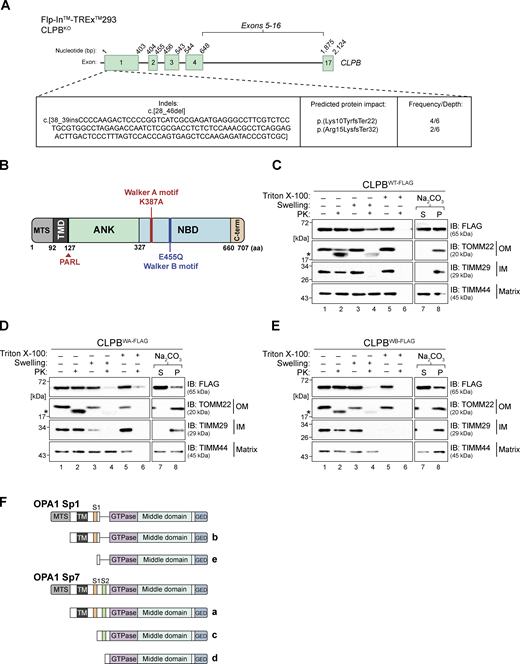 Mutation of Walker A or B motifs may impact CLPB localization. (A) Schematic representation of indels present in the CLPBKO HEK FlpIn-TREx cell line (Clone #4), introduced using CRISPR-Cas9 genome editing, according to CLPB transcript variant 1 (NM_030813.6). Exon 1 is shared by all CLPB variants. (B) Schematic representation of CLPB domain architecture, with relative positions of Walker A (K387A) and Walker B (E455Q) mutant loci indicated within the NBD. MTS, mitochondrial targeting signal; TMD, transmembrane domain. (C–E) Mitochondria were isolated from (C) CLPBWT-FLAG, (D) CLPBWA-FLAG, and (E) CLPBWB-FLAG stable cell lines and treated for sub-fractionation of the mitochondrial compartments (left), and carbonate extraction (right). Samples were run on SDS-PAGE and analyzed via immunoblotting (IB). * = protease protected protein. S = supernatant, P = pellet. (F) Schematic depicting processing of L-OPA1 splice variants 1 (b) and 7 (a) (Sp1/7). OMA1 cleavage of L-OPA1 a or b at S1 yields S-OPA1 c and e splice variants, respectively. Subsequent processing by YME1L1 at S2 of c-form S-OPA1 yields d-form S-OPA1. MTS = mitochondrial targeting sequence. TM = transmembrane domain. GED = GTPase effector domain. Figure adapted from Baker et al. (2014). Source data are available for this figure: SourceData FS1.