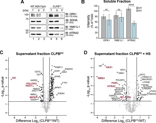 Aggregation-prone proteins are lost from corresponding CLPBKO soluble fractions. (A) Mitochondria (50 µg pellets) isolated from control and CLPBKO were solubilized in Triton X-100 containing buffer (in duplicate) and incubated prior to fractionation. Samples were run on a 10–16% tris-tricine gel followed by immunoblotting (IB) with indicated antibodies. S = supernatant, P = pellet. (B) Quantification of protein abundance in the respective soluble fraction as in A. Calculated as mean percentage ± SD of total for each protein, normalized to the level of succinate dehydrogenase (complex II) subunit A (SDHA). Significance determined by Student’s two-sample t test (n = 3). ****P < 0.0001, NS = not significant, P > 0.05. (C and D) Supernatant fractions corresponding to (C) basal and (D) + HS aggregation assay pellet data from Fig. 2, B and C, respectively. Data are presented as a volcano plot depicting the level of proteins in the CLPBKO supernatants relative to control (n = 3). Proteins above the horizontal cutoff (P value <0.05, Student's t test) and outside of either vertical line (1.5-fold absolute change) are regarded as significantly altered in abundance. To correct for anticipated differences in protein abundance within the CLPBKO cell line, data were normalized against CLPBKO proteomics (Fig. 1 A and Table S3). Proteins labeled in red had a fold difference >1.5 following normalization and are regarded as most depleted from the soluble fraction. Source data are available for this figure: SourceData FS2.