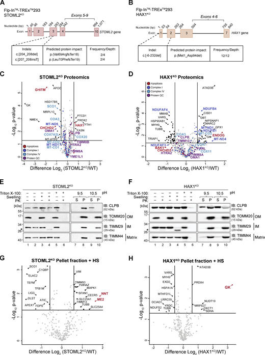 Neither STOML2KO or HAX1KO impede CLPB localization or disaggregase activity. (A) Schematic representation of indels present in the STOML2KO HEK FlpIn-TREx cell line, introduced using CRISPR-Cas9 genome editing, according to STOML2 transcript variant 1 (NM_013442.3). Exon 3 is shared by all STOML2 variants. (B) Schematic representation of the homozygous indel present in the HAX1KO HEK FlpIn-TREx cell line, introduced using CRISPR-Cas9 genome editing, according to HAX1 transcript variant 1 (NM_006118.4). This mutation impacts both HAX1 isoforms a and b. (C and D) STOML2KO and HAX1KO HEK mitochondrial proteomics. Mitochondria were isolated from control and (C) STOML2KO or (D) HAX1KO HEK cell lines and subjected to LFQ MS. Data are presented as a volcano plot depicting the level of proteins in (C) STOML2KO or (D) HAX1KO relative to control (n = 3). Proteins above the horizontal cutoff (P value <0.05, Student's t test) and outside of either vertical line (1.5-fold absolute change) are regarded as significantly altered in abundance. Functional annotations correspond to MitoCarta 3.0 categorization. (E and F) Mitochondrial sub-fractionation and carbonate extraction on mitochondria isolated from (E) STOML2KO cells and (F) HAX1KO cells to examine endogenous CLPB localization. Samples were run a 10–16% acrylamide tris-tricine gel and analyzed via immunoblotting (IB). * = protease protected protein. S = supernatant, P = pellet. (G and H) STOML2KO or (H) HAX1KO cells were exposed to heat shock (HS) for 2 h at 42°C and pellet fractions (insoluble proteins) were prepared for LFQ MS as outlined in Fig. 2 A. Data is presented as a volcano plot depicting the level of proteins in the STOML2KO pellet relative to control (n = 3). Proteins above the horizontal cutoff (P value <0.05, Student's t test) and outside of either vertical line (1.5-fold absolute change) are regarded as significantly altered in abundance. To correct for anticipated differences in protein abundance within the STOML2KO or HAX1KO, data were normalized against STOML2KO mitochondrial proteomics (Fig. S3 C and Table S3) or HAX1KO mitochondrial proteomics (Fig. S3 D and Table S3). Proteins labeled in red had a fold difference >1.5 following normalization and are regarded as most strongly insoluble. Source data are available for this figure: SourceData FS3. Refer to the image caption for details.