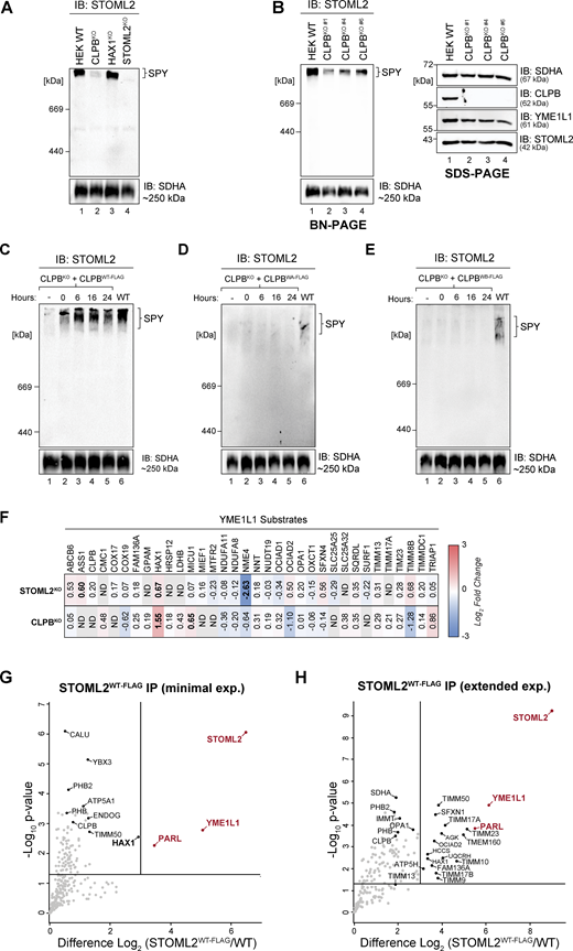 SPY complex instability is specific to CLPBKO. (A) Mitochondria from control, CLPBKO, HAX1KO, and STOML2KO were resuspended in solubilization buffer containing 1% digitonin. Lysates were run on a 4–16% acrylamide BN-PAGE gel and analyzed by immunoblotting (IB) with an anti-STOML2 antibody to assess integrity of the SPY complex. (B) Mitochondria isolated from control and CLPBKO clones #1, #4, and #6 were analyzed by BN-PAGE (left) and SDS-PAGE (right). Mitochondria were solubilized in 1% digitonin for BN-PAGE prior to electrophoresis or resuspended in SDS-loading dye prior to SDS-PAGE. Gels were analyzed by immunoblotting with antibodies as indicated. (C–E) SPY complex integrity was assessed by BN-PAGE following induction of CLPBWT-FLAG, CLPBWA-FLAG, and CLPBWB-FLAG with 1 µg/ml tetracycline for the indicated duration. Isolated mitochondria were resuspended in solubilization buffer containing 1% digitonin and lysates were run on a continuous 4–10% acrylamide BN-PAGE gel followed by immunoblotting with an anti-STOML2 antibody to assess SPY complex recovery over time. (F) Table of Log2 fold changes of known YME1L1 substrates from CLPBKO (Fig. 1 A and Table S1) and STOML2KO (Fig. S3 C and Table S1) isolated mitochondrial proteomics. YME1L1 substrates listed are as defined in MacVicar et al. (2019). (G and H) Mitochondria were isolated from control and STOML2WT-FLAG stable cell lines following (G) 4 h (minimal expression) or (H) 16 h (extended expression) induction with 1 µg/ml tetracycline. STOML2WT-FLAG interactors were captured via IP and eluates were then prepared for LFQ MS. Data is presented as a volcano plot depicting the level enrichment relative to control (n = 3). Proteins above the horizontal cutoff (P value <0.05, Student's t test) and to the right of the vertical line (eight-fold change) are regarded as significantly enriched. Proteins in red are components of the SPY complex. Source data are available for this figure: SourceData FS4.
