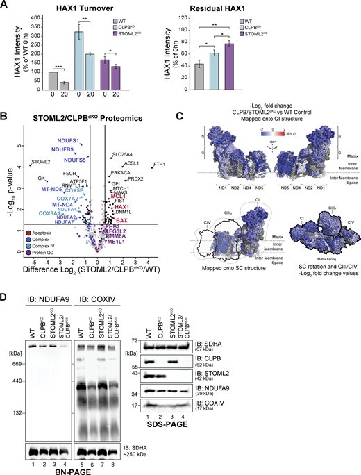 STOML2/CLPBdKO has a cumulative impact on OXPHOS integrity. (A) Quantification of HAX1 turnover (left) and residual HAX1 remaining in isolated mitochondria following 20 h CHX treatment (right). HAX1 processing was calculated as mean percentage ± SD of HAX1 signal across each time point per cell line, relative to control signal and normalized to AGK level. Residual HAX1 was calculated as mean percentage ± SD of HAX1 signal remaining following CHX treatment. Significance determined by Student’s t test (n = 3). *P < 0.05, **P < 0.01, ***P < 0.001. (B) Mitochondria were isolated from control and uninduced STOML2/CLPBdKO HEK cells and subjected to LFQ MS. Volcano plot depicts the level of proteins in STOML2/CLPBdKO relative to control (n = 3). Proteins above the horizontal cutoff (P value <0.05, Student's t test) and outside of either vertical line (1.5-fold absolute change) are regarded as significantly altered in abundance. Functional annotations correspond to MitoCarta 3.0 categorization. (C) Topographical heatmap showing Log2 fold difference values of CI subunits mapped against CI and supercomplex (SC) PDB structures from STOML2/CLPBdKO mitochondria, as determined in B (Table S1). N = NADH oxidation module (N-module). Q = ubiquinone reduction module (Q-module). CI: PDB 5LDW, CIII: PDB 5XTE, CIV: PDB 5Z62. (D) Left: Mitochondria isolated from control, CLPBKO, STOML2KO, and STOML2/CLPBdKO (no induction) were resuspended in solubilization buffer containing 1% digitonin. Lysates were run on a 4–16% acrylamide BN-PAGE gel, followed by immunoblotting (IB) with anti-NDUFA9 and anti-COXIV antibodies to assess OXPHOS supercomplex integrity. Right: Isolated mitochondria were resuspended in SDS-containing buffer and run on a 10–16% tris tricine gel followed by immunoblotting with indicated antibodies. Source data are available for this figure: SourceData FS5. Refer to the image caption for details.