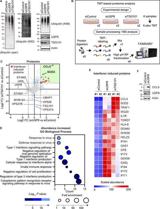 Endosomal stress induces the expression of immune-related genes. (A) Total cell lysates from HeLa cells transfected with the indicated siRNAs were immunoblotted with the indicated antibodies. (B) Experimental procedures are shown (see also Materials and methods section). HeLa cells transfected with the indicated siRNAs were subjected to LC-MS/MS analysis. (C) The mean Log2 FC (siUSP8/siControl, and siTSG101/siControl) are shown on the x- and y-axis, respectively. (D) The bubble plot illustrating the GO enrichment test for biological process of proteins increased in USP8-depleted cells is shown (top 10 categories). (E) The heatmap illustrates the changes of interferon-induced proteins increased in USP8-depleted cells. Colors indicate the scaled intensity. (F) Total cell lysates from HeLa cells transfected with the indicated siRNAs were immunoblotted with the indicated antibodies. Source data are available for this figure: SourceData F2.