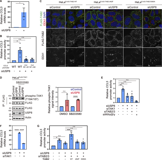 Endosomal stress activates TAK1–NF-κB signaling by recruiting TAB2/3. (A) Total RNA from HeLa cells transfected with the indicated siRNAs was analyzed by qRT-PCR. CCL5 expression levels were normalized to actin mRNA levels, and expression levels in cells treated with control siRNA were set to 1. Individual values, mean, and SE of the mean of the relative mRNA levels are shown. Means ± SE were calculated from three biological replicates. *P < 0.05 (two-tailed Student’s t test). (B) HeLa cells transfected with the indicated siRNAs were analyzed by luciferase assay using vectors encoding either WT CCL5 promoter or mutants (mut) lacking NF-κB binding sites. The activities of the CCL5 promoter were normalized to those of the phosphoglycerate kinase (PGK) promoter, and the relative activities of the WT CCL5 promoter in cells treated with control siRNA were set to 1. Individual values, mean, and SE of the mean of the relative promoter activities are shown. Means ± SE were calculated from three and five biological replicates. *P < 0.05 (Kruskal–Wallis and Dunn’s tests). (C) HeLa cells stably expressing FLAG-TAB2 WT, dNZF, and E685A were transfected with the indicated siRNAs. Cells were immunostained with the indicated antibodies and DAPI. Scale bar, 20 μm. (D) HeLa cells stably expressing FLAG-TAK1 were transfected with the indicated siRNAs and treated with or without SB203580. FLAG-TAK1 immunoprecipitated with anti-FLAG antibody and total cell lysates were immunoblotted with the indicated antibodies (left). Signal intensities of phospho-TAK1 were quantified and normalized to those of total immunoprecipitated FLAG-TAK1 (right). Relative intensities in cells treated with control siRNA were set to 1. Individual values, mean, and SD of the mean of relative intensities are shown. Means ± SD were calculated from three biological replicates. ****P < 0.0001 (two-tailed Student’s t test). (E) HeLa cells transfected with the indicated siRNAs were analyzed by luciferase assay using vectors encoding the WT CCL5 promoter. The activities of the CCL5 promoter were normalized to those of the PGK promoter, and the relative activities of the WT CCL5 promoter in cells treated with control siRNA were set to 1. Individual values, mean, and SE of the mean of the relative promoter activities are shown. Means ± SE were calculated from three and four biological replicates. **P < 0.01 (one-way ANOVA with Dunnett’s test). (F) Total RNA from HeLa cells transfected with the indicated siRNAs was analyzed by qRT-PCR. CCL5 expression levels were normalized to actin mRNA levels, and expression levels in cells treated with control siRNA were set to 1. Individual values, mean, and SE of the mean of relative mRNA levels are shown. Means ± SE were calculated from three biological replicates. ****P < 0.0001 (one-way ANOVA with Dunnett’s test). (G) HeLa cells transfected with the indicated siRNAs and vectors to express the indicated proteins were analyzed by luciferase assay using vectors encoding the WT CCL5 promoter. The activities of the CCL5 promoter were normalized to those of the thymidine kinase (TK) promoter, and the relative activities of the WT CCL5 promoter in cells treated with control siRNA were set to 1. Individual values, mean, and SE of the mean of the relative promoter activities are shown. Means ± SE were calculated from four biological replicates. *P < 0.05, ***P < 0.001 (one-way ANOVA with Dunnett’s test). Source data are available for this figure: SourceData F3.