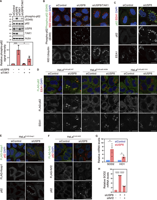 Endosomal stress activates p62–Keap1–Nrf2 signaling. (A) Total cell lysates from HeLa cells transfected with the indicated siRNAs were immunoblotted with the indicated antibodies (top). Signal intensities of phospho-p62 were quantified and normalized to those of total p62 (bottom). Relative intensities in cells treated with control siRNA were set to 1. Individual values, mean, and SD of the mean of relative intensities are shown. Means ± SD were calculated from three biological replicates. *P < 0.05, ***P < 0.001 (one-way ANOVA with Dunnett’s test). (B and C) HeLa cells transfected with the indicated siRNAs were immunostained with the indicated antibodies and DAPI. Scale bar, 20 μm. (D) HeLa cells stably expressing FLAG-p62 WT, dUBA, and VVV were transfected with the indicated siRNAs. Cells were immunostained with the indicated antibodies and DAPI. Scale bar, 20 μm. (E) HeLa cells stably expressing FLAG-Keap1 were transfected with the indicated siRNAs. Cells were immunostained with the indicated antibodies and DAPI. Scale bar, 20 μm. (F) HeLa cells stably expressing FLAG-Nrf2 were transfected with the indicated siRNAs. Cells were immunostained with the indicated antibodies and DAPI. Scale bar, 20 μm. (G) Total RNA from HeLa cells transfected with the indicated siRNAs was analyzed by qRT-PCR. Expression levels of SOD2 and HO1 were normalized to actin mRNA levels, and expression levels in cells treated with control siRNA were set to 1. Individual values, mean, and SE of the mean of relative mRNA levels are shown. Means ± SE were calculated from three biological replicates. *P < 0.05 (two-tailed Student’s t test). (H) Total RNA from HeLa cells transfected with the indicated siRNAs was analyzed by qRT-PCR. SOD2 expression levels were normalized to actin mRNA levels, and expression levels in cells treated with control siRNA were set to 1. Individual values, mean, and SE of the mean of the relative mRNA levels are shown. Means ± SE were calculated from four biological replicates. ****P < 0.0001 (one-way ANOVA with Dunnett’s test). Source data are available for this figure: SourceData F4. Refer to the image caption for details.