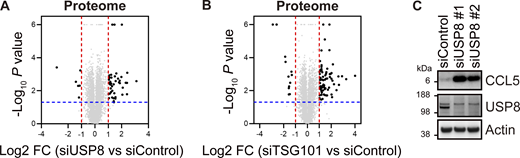 Proteomic analysis of USP8- and TSG101-depleted cells. (A and B) The mean Log2 FC (siUSP8/siControl in A and siTSG101/siControl in B) and -Log10 P value of the ubiquitin conjugates analysis are shown on the x- and y-axis, respectively. (C) Total cell lysates from HeLa cells transfected with the indicated siRNAs were immunoblotted with the indicated antibodies. Source data are available for this figure: SourceData FS2. Refer to the image caption for details.