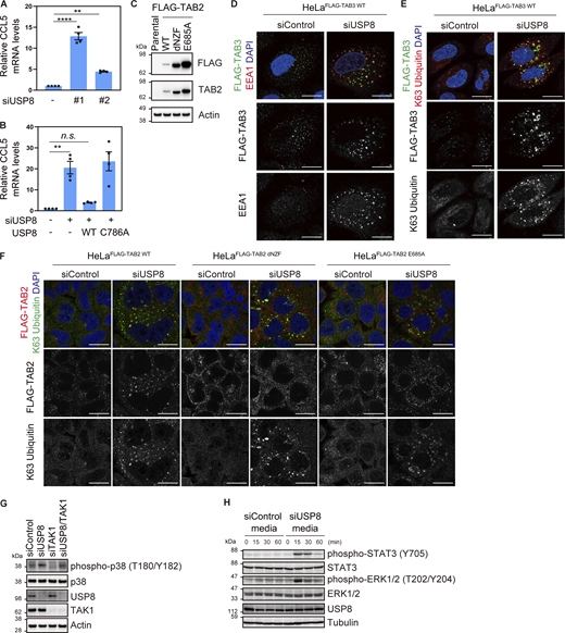 TAB2/3-mediated signal transduction in USP8-depleted cells. (A) Total RNA from HeLa cells transfected with the indicated siRNAs was analyzed by qRT-PCR. CCL5 expression levels were normalized to actin mRNA levels, and expression levels in cells treated with control siRNA were set to 1. Individual values, mean, and SE of the mean of relative mRNA levels are shown. Means ± SE were calculated from four biological replicates. **P < 0.01, ****P < 0.0001 (one-way ANOVA with Dunnett’s test). (B) Parental HeLa cells and HeLa cells stably expressing siRNA-resistant Myc-USP8 WT and C786A were transfected with the indicated siRNAs. Total RNA from cells was analyzed by qRT-PCR. CCL5 expression levels were normalized to actin mRNA levels, and expression levels in cells treated with control siRNA were set to 1. Individual values, mean, and SE of the mean of the relative mRNA levels are shown. Means ± SE were calculated from four biological replicates. **P < 0.01 (one-way ANOVA with Dunnett’s test). (C) Total cell lysates from parental HeLa cells and HeLa cells stably expressing FLAG-TAB2 WT, dNZF, and E685A were immunoblotted with the indicated antibodies. (D and E) HeLa cells stably expressing FLAG-TAB3 WT were transfected with the indicated siRNAs. Cells were immunostained with the indicated antibodies and DAPI. Scale bar, 20 μm. (F) HeLa cells stably expressing FLAG-TAB2 WT, dNZF, and E685A were transfected with the indicated siRNAs. Cells were immunostained with the indicated antibodies and DAPI. Scale bar, 20 μm. (G) Total cell lysates from HeLa cells transfected with the indicated siRNAs were immunoblotted with the indicated antibodies. (H) HeLa cells were stimulated with culture media from HeLa cells transfected with the indicated siRNAs. Total cell lysates were immunoblotted with the indicated antibodies. Source data are available for this figure: SourceData FS3.