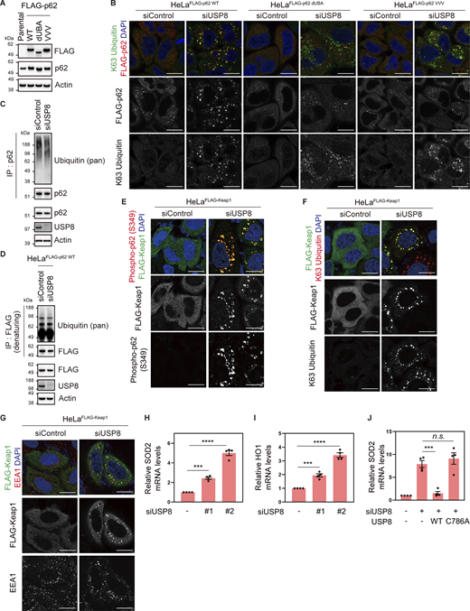Colocalization of p62 and Keap1 on endosomes in USP8-depleted cells. (A) Total cell lysates from parental HeLa cells and HeLa cells stably expressing FLAG-p62 WT, dUBA, and VVV were immunoblotted with the indicated antibodies. (B) HeLa cells stably expressing FLAG-p62 WT, dUBA, and VVV were transfected with the indicated siRNAs. Cells were immunostained with the indicated antibodies and DAPI. Scale bar, 20 μm. (C) HeLa cells were transfected with the indicated siRNAs. Endogenous p62 immunoprecipitated with anti-p62 antibody and total cell lysates were immunoblotted with the indicated antibodies. (D) HeLa cells stably expressing FLAG-p62 WT were transfected with the indicated siRNAs. FLAG-p62 immunoprecipitated with anti-FLAG antibody under denaturing conditions and total cell lysates were immunoblotted with the indicated antibodies. (E–G) HeLa cells stably expressing FLAG-Keap1 were transfected with the indicated siRNAs. Cells were immunostained with the indicated antibodies and DAPI. Scale bar, 20 μm. (H and I) Total RNA from HeLa cells transfected with the indicated siRNAs was analyzed by qRT-PCR. SOD2 (H) and HO1 (I) expression levels were normalized to actin mRNA levels, and expression levels in cells treated with control siRNA were set to 1. Individual values, mean, and SE of the mean of relative mRNA levels are shown. Means ± SE were calculated from four biological replicates. ***P < 0.001, ****P < 0.0001 (one-way ANOVA with Dunnett’s test). (J) Parental HeLa cells and HeLa cells stably expressing siRNA-resistant Myc-USP8 WT and C786A were transfected with the indicated siRNAs. Total RNA from cells was analyzed by qRT-PCR. SOD2 expression levels were normalized to actin mRNA levels, and expression levels in cells treated with control siRNA were set to 1. Individual values, mean, and SE of the mean of relative mRNA levels are shown. Means ± SE were calculated from four biological replicates. ***P < 0.001 (one-way ANOVA with Dunnett’s test). Source data are available for this figure: SourceData FS5. Refer to the image caption for details.