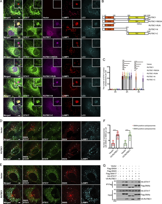 RUTBC1 inhibits the recycling of STX17 from autolysosomes. (A) U2OS cells stably expressing Flag-STX17 with wild-type mKO-RUTBC1 or its truncated variants were starved with EBSS for 5 h and stained with antibodies against Flag, LC3, and LAMP1. Scale bar, 5 μm. Inset scale bar, 1 μm. (B) Schematic diagram of RUTBC1 truncated variants. (C) Quantification of STX17 positive autolysosomes in (A) and (S4B). Data are means ± SD (n = 3, 60 cells from three independent experiments were quantified). ns, no significance. ****P < 0.0001. Two-way ANOVA. (D) U2OS cells stably expressing GFP-STX17-TM, LAMP1-CFP, and mKATE2-SNX4 with vector or V5-RUTBC1 were starved with EBSS for 2 h. Scale bar, 5 μm. (E) U2OS cells stably expressing GFP-STX17-TM, LAMP1-CFP, and mKATE2-SNX5 with vector or V5-RUTBC1 were starved with EBSS for 2 h. Scale bar, 5 μm. (F) Quantification of SNX4 or SNX5 localization to autolysosomes in D and E. Data are means ± SD for (n = 3, 60 cells from three independent experiments were quantified). ****P < 0.0001. Unpaired two-tailed t test. (G) HEK293T cells were transfected with vector, Flag-SNX4, Flag-SNX5, or Flag-SNX17 with or without V5-RUTBC1. 24 h after transfection, cells were lysed and immunoprecipitated with anti-Flag antibody. The precipitates were blotted with the indicated antibodies. Source data are available for this figure: SourceData F3. Refer to the image caption for details.