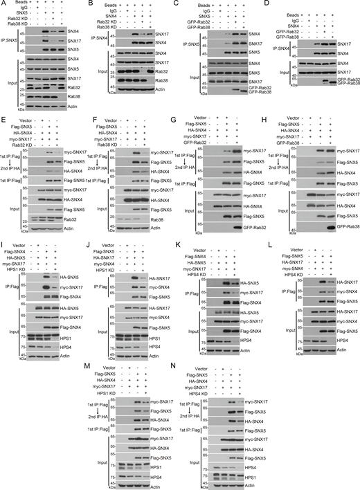 Rab32/Rab38 and its GTPase activity are required for the formation of recycler complex. (A and B) HEK293T cells were transfected with non-targeting siRNA (NC) or siRNA against Rab32 or Rab38. 48 h after transfection, cells were lysed for immunoprecipitation using SNX5 or SNX4 as a bait protein and IgG as the negative control. Immunoblotting was performed with the indicated antibodies. (C and D) HEK293T cells were transfected with GFP-Rab32 or GFP-Rab38. 24 h after transfection, cells were lysed for immunoprecipitation assay using SNX5 or SNX4 as a bait protein and IgG as the negative control. Immunoblotting was performed with the indicated antibodies. (E and F) HEK293T cells were transfected with non-targeting siRNA (NC) or siRNA against Rab32 or Rab38. 24 h after transfection, HEK293T cells were transfected with the indicated plasmids. Another 24 h after transfection, cells were lysed and immunoprecipitated with anti-Flag antibody. The elution from the first immunoprecipitation was subjected to a second round of immunoprecipitation with anti-HA antibody. The precipitates were analyzed with the indicated antibodies. (G and H) HEK293T cells were transfected with the indicated plasmids. 24 h after transfection, cells were lysed and immunoprecipitated with anti-Flag antibody. The elution from the first immunoprecipitation was subjected to a second round of immunoprecipitation with anti-HA antibody. The precipitates were analyzed with the indicated antibodies. (I–L) HEK293T cells were transfected with non-targeting siRNA (NC) or siRNA against HPS1 or HPS4. 24 h after transfection, cells were transfected with the indicated plasmids. Another 24 h after transfection, cells were lysed and immunoprecipitated with anti-Flag antibody. The precipitates were analyzed with the indicated antibodies. (M and N) HEK293T cells were transfected with non-targeting siRNA (NC) or siRNA against HPS1 or HPS4. 24 h after transfection, HEK293T cells were transfected with the indicated plasmids. Another 24 h after transfection, cells were lysed and immunoprecipitated with anti-Flag antibody. The elution from the first immunoprecipitation was subjected to a second round of immunoprecipitation with anti-HA antibody. The precipitates were analyzed with the indicated antibodies. Source data are available for this figure: SourceData F4.