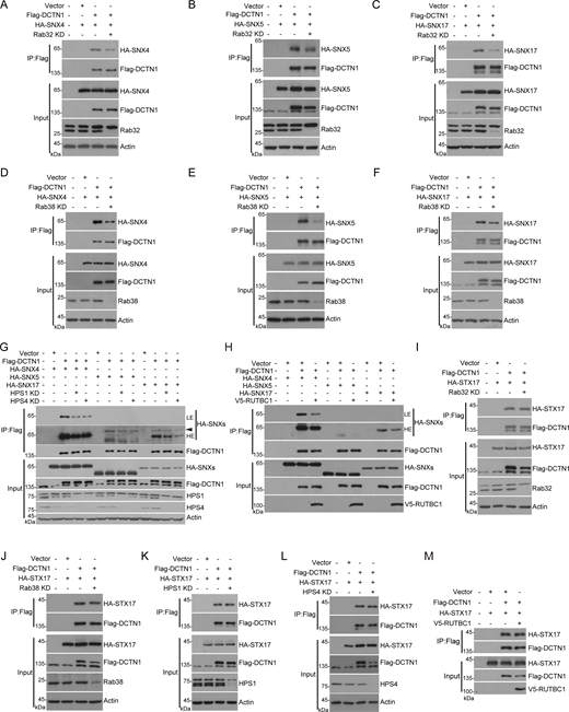 Rab32 and Rab38 positively regulate the interaction between DCTN1 and the recycler complex. (A–C) HEK293T cells were transfected with non-targeting siRNA (NC) or siRNA against Rab32. 24 h after transfection, cells were transfected with the indicated plasmids. Another 24 h after transfection, cells were lysed and immunoprecipitated with anti-Flag antibody. The precipitates were analyzed with the indicated antibodies. (D–F) HEK293T cells were transfected with non-targeting siRNA (NC) or siRNA against Rab38. 24 h after transfection, cells were transfected with the indicated plasmids. Another 24 h after transfection, cells were lysed and immunoprecipitated with anti-Flag antibody. The precipitates were analyzed with the indicated antibodies. (G) HEK293T cells were transfected with non-targeting siRNA (NC) or siRNA against HPS1 or HPS4. 24 h after transfection, cells were transfected with the indicated plasmids. Another 24 h after transfection, cells were lysed and immunoprecipitated with anti-Flag antibody. The precipitates were analyzed with the indicated antibodies. LE, low exposure. HE, high exposure. The arrow indicates the non-specific bands for SNX5 and SNX17. (H) HEK293T cells were transfected with the indicated plasmids. 24 h after transfection, cells were lysed and immunoprecipitated with anti-Flag antibody. The precipitates were analyzed with the indicated antibodies. LE, low exposure. HE, high exposure. (I–L) HEK293T cells were transfected with non-targeting siRNA (NC) or siRNA against Rab32, Rab38, HPS1, or HPS4. 24 h after transfection, cells were transfected with the indicated plasmids. Another 24 h after transfection, cells were lysed and immunoprecipitated with anti-Flag antibody. The precipitates were analyzed with the indicated antibodies. (M) HEK293T cells were transfected with the indicated plasmids. 24 h after transfection, cells were lysed and immunoprecipitated with anti-Flag antibody. The precipitates were analyzed with the indicated antibodies. Source data are available for this figure: SourceData F5. Refer to the image caption for details.
