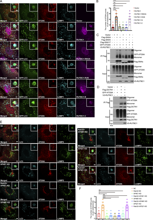 Both RUTBC1 and AP4 regulate the retrieval of ATG9A from autolysosomes. (A) U2OS cells stably expressing GFP-LC3 with wild-type mKO-RUTBC1 or its truncated variants were starved with EBSS for 2 h and stained with antibodies against GFP, ATG9A, and LAMP1. Scale bar, 5 μm. Inset scale bar, 1 μm. (B) Quantification of ATG9A puncta on autolysosomes in A. Data are means ± SD (n = 3, 60 cells from three independent experiments were quantified). ns, no significance. ****P < 0.0001. One-way ANOVA. (C and D) HEK293T cells were transfected with the indicated plasmids. 24 h after transfection, cells were lysed and immunoprecipitated with anti-Flag antibody. The precipitates were analyzed with the indicated antibodies. (E) U2OS cells stably expressing GFP-LC3 were transfected with indicated siRNAs. 48 h after transfection, cells were starved with EBSS for 2 h and stained with antibodies against ATG9A and LAMP2. Scale bar, 5 μm. Inset scale bar, 1 μm. (F) Quantification of ATG9A positive autolysosomes in E. Data are means ± SD (n = 3, 60 cells from three independent experiments were quantified). *P < 0.05, ****P < 0.0001. ns, no significance. One-way ANOVA. Source data are available for this figure: SourceData F7. Refer to the image caption for details.