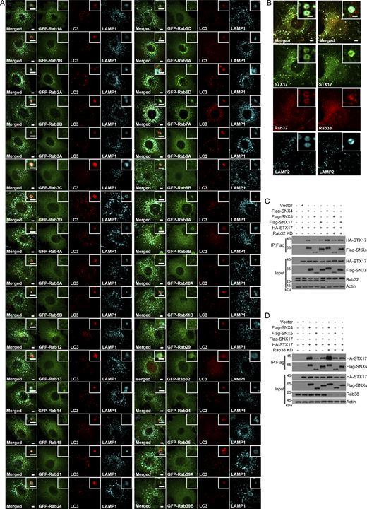 Examination the localization of Rab proteins. (A) HeLa cells were transfected with GFP-tagged Rab proteins. 24 h after transfection, cells were starved with EBSS for 2 h and stained with antibodies against GFP, LC3, and LAMP1. Scale bar, 5 μm. Inset scale bar, 1 μm. (B) U2OS cells stably expressing Flag-STX17 with mKO-Rab32 or mKO-Rab38 were starved with EBSS for 2 h and stained with antibodies against Flag and LAMP2. Scale bar, 5 μm. Inset scale bar, 1 μm. (C and D) HEK293T cells were transfected with non-targeting siRNA (NC) or siRNA against Rab32 or Rab38. 24 h after transfection, cells were transfected with HA-STX17 with vector, Flag-SNX4, Flag-SNX5, or Flag-SNX17. Another 24 h after transfection, cells were lysed and immunoprecipitated with anti-Flag antibody. The precipitates were blotted with the indicated antibodies. Source data are available for this figure: SourceData FS1. Refer to the image caption for details.