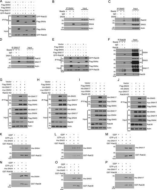 Rab32 and Rab38 interact with the subunits of the recycler complex. (A) HEK293T cells were transfected with the indicated plasmids. 24 h after transfection, cells were lysed and immunoprecipitated with anti-Flag antibody. The precipitates were analyzed with the indicated antibodies. (B–D) HEK293T cells were lysed for immunoprecipitation using SNX4, SNX5, or SNX17 as a bait protein and IgG as the negative control. Immunoblotting was performed with the indicated antibodies. (E) HEK293T cells were transfected with the indicated plasmids. 24 h after transfection, cells were lysed and immunoprecipitated with anti-Flag antibody. The precipitates were analyzed with the indicated antibodies. (F) HEK293T cells were lysed for immunoprecipitation using Rab38 as a bait protein and IgG as the negative control. Immunoblotting was performed with the indicated antibodies. HE and LE indicate high exposure and low exposure, respectively. (G–J) HEK293T cells were transfected with non-targeting siRNA (NC) or siRNA against Rab32 or Rab38. 24 h after transfection, cells were transfected with the indicated plasmids. Another 24 h after transfection, cells were lysed and immunoprecipitated with anti-Flag antibody. The precipitates were analyzed with the indicated antibodies. (K–P) Glutathione Sepharose beads, bound with GST-Rab32 or GST-Rab38, were incubated with His-SNX4, His-SNX5, or His-SNX17 in the presence of 100 μM GDP or 100 μM GTP-γ-S, followed by elution for immunoblotting analysis. Source data are available for this figure: SourceData FS5.