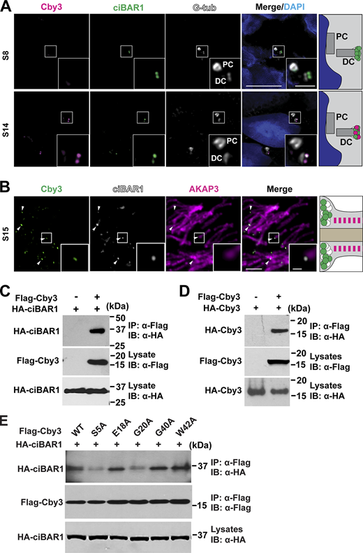 ciBAR1 binds to Cby3 and localizes to the annulus. (A) Adult frozen testis sections were immunostained for Cby3, ciBAR1, and G-tub. PC, proximal centriole; DC, distal centriole. (B) Adult testis paraffin sections were immunostained for Cby3, ciBAR1, and AKAP3. (C) Coimmunoprecipitation assays from HEK293T cells expressing Flag-Cby3 and HA-ciBAR1 as indicated. (D) Coimmunoprecipitation assays from HEK293T cells expressing Flag-Cby3 and HA-Cby3 as indicated. (E) Co-immunoprecipitation assays from HEK293T cells expressing Flag-Cby3 mutants and HA-ciBAR1 as indicated. Nuclei were detected with DAPI. Scale bars for A and B, 5 and 1 µm (insets). Source data are available for this figure: SourceData F4. Refer to the image caption for details.