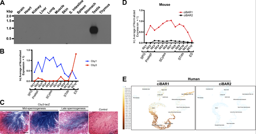 Cby3 is highly expressed in elongating spermatids, while ciBAR1, but not ciBAR2, is expressed in the testis. (A) Northern blot analysis of mouse Cby3. 2 µg of polyA+ RNA was loaded in each lane. (B) RNA levels of Cby1 and Cby3 during murine spermatogenesis. The single-cell RNA sequencing datasets were retrieved from Green et al. (2018). GC, germ cell; SPG, spermatogonia; Prelept, preleptotene; SCytes, spermatocytes; STids, round spermatids; ES, elongated spermatids. (C) X-gal staining of adult testis sections from a negative control WT mouse or a mouse heterozygous for the Cby3 KO-first allele that contains a lacZ reporter. Tissues were counterstained with nuclear fast red. Scale bar, 10 µm. (D) RNA levels of ciBAR1 and ciBAR2 during murine spermatogenesis. The single-cell RNA sequencing datasets were retrieved from Green et al. (2018). GC, germ cell; SPG, spermatogonia; Prelept, preleptotene; SCytes, spermatocytes; STids, round spermatids; ES, elongated spermatids. (E) RNA levels of ciBAR1 and ciBAR2 in the cell clusters of the adult human testis. The single-cell RNA sequencing datasets were obtained from UCSC Cell Browser (https://cells.ucsc.edu/) (Guo et al., 2018). Source data are available for this figure: SourceData FS2. Refer to the image caption for details.
