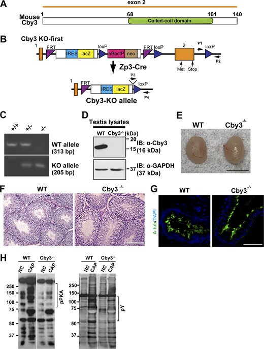 Generation and initial characterization of Cby3−/−mice. (A) Schematic of Cby3 protein structure. (B) Generation of Cby3−/− mice. (C) PCR genotyping of Cby3 mice. The locations of genotyping primers for WT (P1 and P2, 313 bp) and KO (P3 and P4, 205 bp) alleles are indicated by arrows in B. (D) Testis lysates prepared from adult mice were processed for Western blotting using Cby3 antibody. GAPDH was used as a loading control. (E) Representative adult testis images. (F) Representative images of PAS staining of adult testis sections. (G) Paraffin sections of male efferent ducts were immunostained for A-tub. Nuclei were detected with DAPI. (H) Representative Western blot images of sperm lysates using phospho-PKA substrate antibody (left) and phospho-tyrosine antibody (right) under non-capacitating (NC) and capacitating (CAP) conditions (n = 11–13 mice per genotype). α-Tubulin was used as a loading control. Regions of interest used for quantification are indicated by a vertical bar on the right of Western blots. Scale bars for E, 5 mm; F, 100 µm; and G, 50 µm. Source data are available for this figure: SourceData FS3. Refer to the image caption for details.
