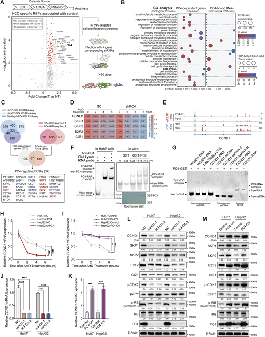 PC4 acts as an RBP that stabilizes CCND1 mRNA. (A) Schematic representation showing the screening process used to identify PC4 as an essential RBP that promotes HCC. In the initial step, a comprehensive analysis of differential expression and survival data was conducted using the Liver Cancer Institute (LCI), TCGA-Liver Hepatocellular Carcinoma (LIHC), and Stanford datasets, as described by Dang et al. (2017). This analysis led to the identification of 148 RBPs that were clinically relevant in HCC. Among these RBPs, the top 20 candidates with the highest clinical relevance were selected. Notably, four of these candidates had previously unknown roles in HCC, making them particularly interesting for further investigation. To evaluate the potential impact of these four RBP candidates on cell proliferation, an siRNA screening was performed. Huh7 cells were treated with siRNAs targeting each candidate, and their effects on cell growth were assessed at day 1 and day 20. (B) Dot plot of gene ontology (GO) enrichment showing significant GO terms for differentially expressed genes after PC4 knockdown (left) and RNAs that are bound with and regulated by PC4 (right) in Huh7 cells. Color indicates P value and dot size denotes the number of genes enriched. Dots are not shown for terms with no statistically significant (P < 0.05) enrichment. (C) Venn diagrams showing the overlapping sets of data from three different categories related to PC4-bound RNA transcripts with a significant alternation upon PC4 knockdown. The first category represents differential expression transcripts identified by RNA-seq upon PC4 knockdown in the three cell lines, with the number of genes indicated. The second category represents PC4-bound RNA transcripts identified by RIP-seq in two independent experiments. The third category represents the intersection of both datasets. In the Venn diagrams, five PC4-upregulated RNA targets that are related to the cell cycle are shown in red, while five PC4-downregulated RNAs involved in the cell cycle are represented in blue. Furthermore, among the five RNAs shown in red, they belong to G1/S genes, whereas the other five RNAs in blue are categorized as G2/M genes. (D) Heatmap representing the mRNA half-life of five indicated genes in Huh7 cells with knockdown of NC or PC4, following treatment with actinomycin D (ActD) at different timepoints (h). The color bar represents the level of mRNA expression. Data are generated from n = 3 biological replicates. (E) Distribution of PC4-binding peaks across CCND1 mRNA from RIP-seq and eCLIP-seq, which were performed by anti-PC4 antibody in Huh7 cells. Data are generated from n = 2 biological replicates. (F) EMSA analysis of the association of PC4-CCND1 5′UTR in Huh7 cells and in vitro. In the in vitro assay, the transcribed 5′UTR fragment of CCND1 mRNA was incubated with different concentrations of recombinant GST-tagged PC4 protein and separated on a non-denaturing PAGE. The recombinant GST-PC4 proteins were examined by Coomassie brilliant blue staining. (G) EMSA analysis showing the association of various DNA and RNA molecules with recombinant GST-tagged PC4 protein including (1) the association of WDR74, LINC00869, and CCND1 dsDNA with PC4 protein. Lane 1–4 corresponds to synthesized DNA sequences of WDR74, LINC00869, and CCND1, which were derived from PC4 ChIP-seq peaks for WDR74 and LINC00869, and H3K27ac ChIP-seq peak for CCND1. (2) The association of CCND1-5′UTR ssDNA with PC4 protein. Lane 5–7 represents the interaction between PC4 protein and CCND1-5′UTR-forward sequence (CCND1-ssDNA-F) and CCND1-5′UTR-reverse sequence (CCND1-ssDNA-R). (3) The association of CCND1-5′UTR RNA with PC4 protein. Lane 8–9 indicates the binding of PC4 protein with CCND1-5′UTR RNA. (H) qPCR showing the mRNA stability of CCND1 in Huh7 and HepG2 cells with stable knockdown of PC4 upon treatment with ActD. Data are generated from n = 3 biological replicates. (I) qPCR showing the mRNA stability of CCND1 in Huh7 and HepG2 cells with stable overexpression of PC4 upon treatment with ActD. Data are generated from n = 3 biological replicates. (J) qPCR showing CCND1 mRNA expression in Huh7 and HepG2 cells with stable knockdown of PC4. Data in each group were normalized to that in NC. Data were generated from n = 3 biological replicates. (K) qPCR showing CCND1 mRNA expression in Huh7 and HepG2 cells with stable overexpression of PC4. Data in each group were normalized to that in NC. Data are generated from n = 3 biological replicates. (L) Western blot showing the indicated protein expressions in Huh7 and HepG2 cells with stable knockdown of PC4. The protein expressions are quantified and normalized, and the values are listed below each band. The PC4 and β-actin blots are duplicated in Fig. S1 L. (M) Western blot showing the indicated protein expressions in Huh7 and HepG2 cells with stable overexpression of PC4. The protein expressions are quantified and normalized, and the values are listed below each band. All the data were shown as means ± SD (one-way ANOVA test); error bars represent SD. **P < 0.01, ***P < 0.001, ****P < 0.0001. F, G, L, and M are representative of three independent experiments. Source data are available for this figure: SourceData F1.