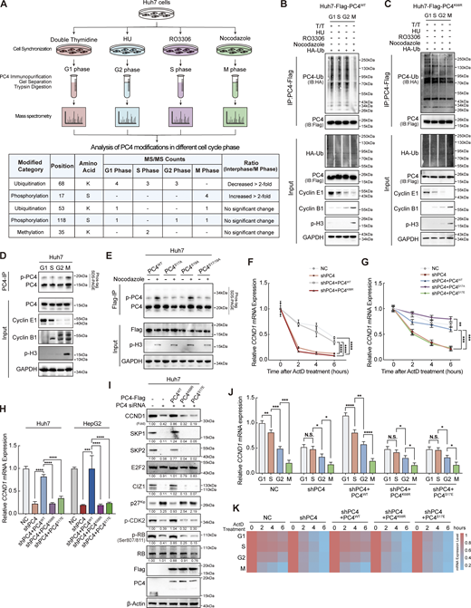 Ubiquitination and phosphorylation of PC4 show periodic fluctuations and are associated with the stability of CCND1 mRNA. (A) Workflow for the identification of PC4 modifications during different cell cycle phases in Huh7 cells. Briefly, cells were treated with specific reagents to synchronize them in different cell cycle phases. After that, media was removed and cells were lysed. Then, the cell lysates were subjected to IP using the PC4 antibody. Subsequently, PC4 protein and its modifications were separated by SDS-PAGE before MS analysis. (B) Western blot showing the alternations of PC4 ubiquitination level at different cell cycle phases in PC4WT Huh7 cells. T/T, double-thymidine. HU, hydroxyurea. (C) Western blot showing the alternations of PC4 ubiquitination level at different cell cycle phases in PC4K68R Huh7 cells. (D) Western blot showing the changes of endogenous PC4 phosphorylation level at different cell cycle phases in Huh7 cells. (E) Western blot showing the presence of PC4 phosphorylation at asynchronous or synchronized M phase in Huh7 cells expressing Flag-tagged PC4 variant. (F) qPCR showing CCND1 mRNA stability upon ActD treatment in PC4-knockdown Huh7 cells stably expressing indicated Flag-tagged PC4 variants. Data are generated from n = 3 biological replicates. (G) qPCR showing CCND1 mRNA stability upon ActD treatment in PC4-knockdown Huh7 cells stably expressing indicated Flag-tagged PC4 variants. Data are generated from n = 3 biological replicates. (H) qPCR showing CCND1 mRNA expressions in PC4-knockdown Huh7 cells stably expressing indicated Flag-tagged PC4 variants. Data are generated from n = 3 biological replicates. (I) Western blot showing the indicated protein expressions in PC4-knockdown Huh7 cells stably expressing indicated Flag-tagged PC4 variants. The protein expressions are quantified and normalized, and the values are listed below each band. (J) qPCR showing CCND1 mRNA expressions in PC4-knockdown Huh7 cells stably expressing indicated Flag-tagged PC4 variants at different cell cycle phases. Data are generated from n = 3 biological replicates. (K) Heatmap showing CCND1 mRNA stability upon ActD treatment in PC4-knockdown Huh7 cells stably expressing indicated Flag-tagged PC4 variants at different cell cycle phases. The color bar represents the level of mRNA expression. Data are generated from n = 3 biological replicates. All quantifications are shown as mean ± SD (one-way ANOVA test); error bars represent SD. *P < 0.05, **P < 0.01, ***P < 0.001, ****P < 0.0001. B–E and I are representative of three independent experiments. Source data are available for this figure: SourceData F2.