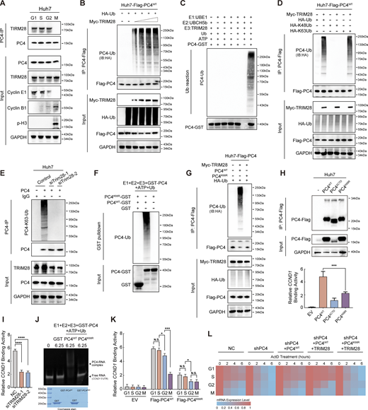 During interphase, ubiquitination of PC4 at K68 by TRIM28 enhances the interaction with and stabilization of CCND1 mRNA. (A) Western blot showing the interaction between PC4 and TRIM28 at different cell cycle phases in Huh7 cells. (B) Western blot showing the ubiquitination level of PC4-Flag in Huh7 cells transfected with Flag-tagged PC4, HA-tagged Ub, and increasing amounts of Myc-TRIM28 as indicated. (C) Western blot showing the ubiquitination level of GST-PC4 in vitro ubiquitylation assay. The recombinant proteins GST-tagged PC4, TRIM28 along with their required cofactors were incubated at 30°C for 1 h. Blots were probed with the indicated antibodies. (D) Western blot showing the ubiquitination level of PC4-Flag in Huh7 cells transfected with Flag-tagged PC4 and Myc-tagged TRIM28 together with HA-tagged wild-type ubiquitin or K48-linked ubiquitin or K63-linked ubiquitin. IB, immunoblot. (E) Western blot showing the effect of TRIM28 on PC4 ubiquitination in Huh7 cells transduced with control or TRIM28 siRNA. (F) Western blot showing the ubiquitination levels of GST-PC4 and GST-PC4K68R in vitro ubiquitylation assay. Recombinant proteins (GST-PC4 and GST-PC4K68) were incubated with the E1, E2, and E3 for 1 h. Blots were probed with the indicated antibodies. (G) Western blot showing the ubiquitination levels of Flag-PC4 and Flag-PC4K68R in Huh7 cells transfected with Myc-tagged TRIM28, HA-tagged Ub. Ub, ubiquitin. (H) RIP-qPCR and Western blot showing the association of indicated Flag-tagged PC4 variants and CCND1 mRNA in Huh7 cells. Data are generated from n = 3 biological replicates. (I) RIP-qPCR showing the effect of TRIM28 on the association of PC4 and CCND1 mRNA. Data were generated from n = 3 biological replicates. (J) In vitro EMSA analysis showing the interaction between indicated GST-tagged recombinant PC4 variants and CCND1 5′UTR. The Ub-reaction products were incubated with CCND1 5′UTR mRNA, followed by EMSA. Data are generated from n = 3 biological replicates. (K) RIP-qPCR showing the association of indicated Flag-tagged PC4 variants and CCND1 mRNA at different cell cycle phases. Data are generated from n = 3 biological replicates. (L) Heatmap showing CCND1 mRNA stability upon ActD treatment in PC4-depleted Huh7 cells stably expressing indicated Flag-tagged PC4 variants and Myc-tagged TRIM28 at different cell cycle phases. The color bar represents the level of mRNA expression. Data are generated from n = 3 biological replicates. All quantifications are shown as mean ± SD (one-way ANOVA test); error bars represent SD. *P < 0.05, ***P < 0.001, ****P < 0.0001. A–G are representative of three independent experiments. Source data are available for this figure: SourceData F3. Refer to the image caption for details.