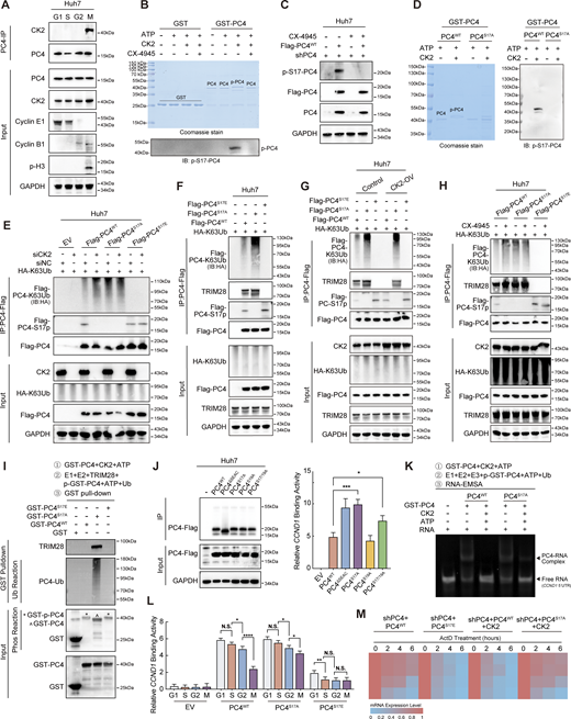 In the M phase, phosphorylation of PC4 at S17 by CK2 hampers its interaction with TRIM28 and subsequent ubiquitination, leading to the degradation of CCND1 mRNA. (A) Western blot showing the interaction between PC4 and CK2 at different cell cycle phases in Huh7 cells. (B) Coomassie staining and western blot showing the phosphorylation of PC4 in vitro phosphorylation assay with the recombinant proteins GST-PC4, CK2, and CK2 inhibitor CX-4945. (C) Western blot showing the S17 phosphorylation of PC4 in Huh7 cells with stable PC4 knockdown and re-expression of Flag-tagged PC4WT upon CK2 inhibitor CX-4945 treatment. (D) Coomassie staining and western blot showing S17 phosphorylation of PC4 in vitro phosphorylation assay with the recombinant CK2 and GST-PC4 variants proteins. (E) Western blot showing the ubiquitination of PC4 in Huh7 cells transfected with K63-linked HA-tagged ubiquitin and indicated Flag-tagged PC4 variants with or without CK2 knockdown. EV, empty vector; IB, immunoblot. (F) Western blot showing the ubiquitination of PC4 and the interaction of PC4 and TRIM28 in Huh7 transfected with K63-linked HA-tagged ubiquitin and indicated Flag-tagged PC4 variants. (G) Western blot showing the ubiquitination of PC4 and the interaction of PC4 and TRIM28 in Huh7 transfected with K63-linked HA-tagged ubiquitin and indicated Flag-tagged PC4 variants with or without CK2 overexpression. (H) Western blot showing the ubiquitination of PC4 and the interaction of PC4 and TRIM28 in Huh7 transfected with K63-linked HA-tagged ubiquitin and indicated Flag-tagged PC4 variants with or without CK2 inhibitor CX-4945. (I) Western blot showing the ubiquitination of PC4 and the interaction of PC4 and TRIM28 in phosphorylation assay and ubiquitination assay with recombinant proteins GST-PC4, GST-PC4S17A and GST-PC4S17E, followed by GST pull-down. * represents phosphorylated GST-tagged recombinant PC4. ^ represents non-phosphorylated GST-tagged recombinant PC4. (J) RIP-qPCR and western blot showing the association of indicated Flag-tagged PC4 variants and CCND1 mRNA in Huh7 cells. Data were generated from n = 3 biological replicates. (K) In vitro EMSA analysis showing the interaction between GST-tagged recombinant PC4 variant proteins and CCND1 5′UTR after phosphorylation assay and ubiquitination assay. (L) RIP-qPCR showing the association of indicated Flag-tagged PC4 variants and CCND1 mRNA in Huh7 cells at different cell cycle phases. Data were generated from n = 3 biological replicates. (M) Heatmap showing CCND1 mRNA stability upon ActD treatment in PC4-depleted Huh7 cells stably expressing indicated Flag-tagged PC4 variants and CK2 at different cell cycle phases. The color bar represents the level of mRNA expression. Data are generated from n = 3 biological replicates. All quantifications are shown as mean ± SD (one-way ANOVA test); error bars represent SD. *P < 0.05, **P < 0.01, ***P < 0.001, ****P < 0.0001. A–I are representative of three independent experiments. Source data are available for this figure: SourceData F4.