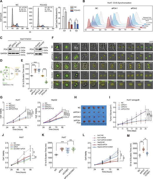 PC4 promotes G1–S transition and cell proliferation partially through a CCND1-dependent manner. (A) Asynchronized cell cycle analysis of Huh7 cells stably expressing control or PC4-KO. The number on the upper right corner represents the percentage of cells in different cell cycle phases. Data are generated from n = 3 biological replicates. (B) Synchronized cell cycle analysis of Huh7 cells with control or PC4 knockdown. Cells were treated with double-thymidine block, followed by release for indicated period of time. Data were generated from n = 3 biological replicates. (C) Western blot showing PC4 expression level in Huh7-FUCCI cells transfected with indicated siRNAs or plasmids. (D) Illustration of FUCCI-expressing Huh7 cells at each cell cycle phase. Cells at G1 display yellow fluorescence from mKO2, while cells at non-G1 phases (S, G2, and M) display green fluorescence from Clover. (E) The time length of the G1 phase in F. n = 30 cells in each group. Open circle represents an individual cell. (F) Representative frames of cell cycle tracking in FUCCI-expressing Huh7 cells transfected with indicated siRNAs or plasmids via time-lapse imaging. Scale bar = 50 μm. (G) Cell viability analysis by CCK8 assay in Huh7 and HepG2 cells with PC4 stable knockdown. Data are generated from n = 5 biological replicates. (H) Photographs of dissected tumors in the nude mice subcutaneously injected with Huh7 cell stably expressing NC, shPC4-1, shPC4-2, or shPC4+PC4 (the sequence for PC4 induction is optimized and resistant to shRNA). Data are generated from n = 5 biological replicates. (I) Tumor volume in the nude mice subcutaneously injected with Huh7 cell stably expressing NC, shPC4-1, shPC4-2, or shPC4+PC4. Data are generated from n = 5. (J) Cell viability analysis by CCK8 assay in Huh7 cells with NC, siPC4, siCCND1, or siPC4+siCCND1. Data are generated from n = 5 biological replicates. (K) The lengths of time from G1 to S phase in FUCCI-expressing Huh7 cells treated with NC, siPC4, siCCND1, or siPC4+siCCND1. Data are generated from n = 30 for each group. (L) Cell viability analysis by CCK8 assay in Huh7 and HepG2 cells with empty vector (NC), PC4 stable knockdown (shPC4), or cyclin D1 complemented PC4 knockdown (shPC4+CCND1). Data are generated from n = 5 biological replicates. (M) The lengths of time from G1 to S phase in FUCCI-expressing Huh7 cells treated with NC, shPC4, or shPC4+CCND1. Data are generated from n = 30 for each group. All quantifications were shown as means ± SD (one-way ANOVA test); error bars represent SD. *P < 0.05, **P < 0.01, ***P < 0.001, ****P < 0.0001. C is representative of three independent experiments. Source data are available for this figure: SourceData F5. Refer to the image caption for details.