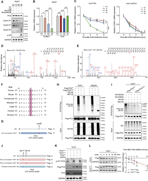 Ubiquitination and phosphorylation of PC4 show periodic fluctuations and are associated with the stability of CCND1 mRNA. Related to Fig. 2. (A) Western blot showing CCND1 and PC4 proteins expression at different cell cycle phases in Huh7 cells. (B) qPCR showing CCND1 and PC4 mRNA expression at different cell cycle phases in Huh7 cells. Data are generated from n = 3 biological replicates. (C)CCND1 mRNA stability upon ActD treatment in Huh7 cells with or without PC4 knockdown at different cell cycle phases. Data are generated from n = 3 biological replicates. (D) Liquid chromatography (LC)-MS/MS of PC4 ubiquitinated conjugation site. m/z, mass/charge ratio. (E) LC-MS/MS of PC4 phosphorylated conjugation site. m/z, mass/charge ratio. (F) Sequence alignment of PC4 residues aa 63–73 between different species using the Uniport alignment tool. (G) Schematic amino acid sequence of WT or Lys/Arg-mutant (K68R) PC4 protein. (H) Western blot showing different ubiquitination levels of PC4-Flag in Huh7 and HepG2 cells transfected with HA-tagged ubiquitin and indicated Flag-tagged PC4 variants. IB, immunoblot. (I) Western blot showing different ubiquitination levels of PC4-Flag in Huh7 cells transfected with indicated HA-tagged ubiquitin mutants and Flag-tagged PC4 variants. (J) Schematic amino acid sequence of WT or mutant (S17A/S19A/S17E) PC4 protein. (K) Western blot showing the phosphorylation level of PC4 in Huh7 cells expressing exogenous Flag-tagged PC4-WT, S17A, or S17E with endogenous PC4 knockdown. The p-Ser signal and Flag-tagged PC4 were examined with p-S17-PC4 and other indicated antibodies. (L) Western blot and statistical analysis showing PC4 protein stability upon cycloheximide (CHX) chase treatment at different timepoints in Huh7 cells expressing Flag-tagged PC4 variants. Data are generated from n = 3 biological replicates. All quantifications are shown as mean ± SD (one-way ANOVA test); error bars represent SD. *P < 0.05, **P < 0.01, ****P < 0.0001. A, H, I, and K are representative of three independent experiments. Source data are available for this figure: SourceData FS2. Refer to the image caption for details.