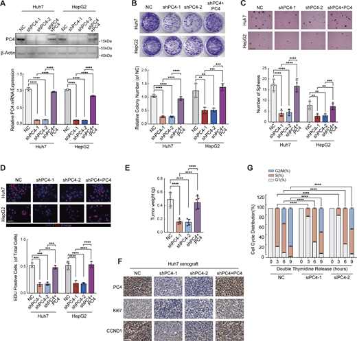 PC4 knockdown inhibits liver cancer cell growth in vitro and in vivo. Relative to Fig. 5. (A) qPCR and western blot showing PC4 protein and mRNA level of Huh7 and HepG2 cells stably expressing control shRNA (NC), human PC4-targeting shRNA (shPC4-1 and shPC4-2), or shRNA with PC4 expression (shPC4+PC4; the sequence for PC4 induction is optimized and resistant to shRNA). β-actin, loading control. Data were generated from n = 3 biological replicates. (B) Colony assay performed in Huh7 and HepG2 cells after PC4 stable knockdown. Data were generated from n = 3 biological replicates. (C) Soft agar assay performed in Huh7 and HepG2 cells with PC4 stable knockdown. Scale bar = 300 μm. Data are generated from n = 4 biological replicates. (D) EdU immunofluorescent staining performed in Huh7 and HepG2 cells with PC4 stable knockdown. Scale bar = 75 μm. Data were generated from n = 3 biological replicates. (E) Tumor weight in the nude mice subcutaneously injected with Huh7 cell stably expressing NC, shPC4-1, shPC4-2, or shPC4+PC4. Data were generated from n = 5 biological replicates. (F) Representative images of PC4, Ki67, and CCND1 immunostaining in tumor tissue of indicated xenograft mice. Scale bar = 75 μm. (G) Histograms show the cell cycle profiles in NC or PC4-knockdown Huh7 cells treated with double-thymidine block, followed by releasing for an indicated period of time. Data are generated from n = 3 biological replicates. All the data were shown as means ± SD (one-way ANOVA test); error bars represent SD. **P < 0.01, ***P < 0.001, ****P < 0.0001. Source data are available for this figure: SourceData FS3. Refer to the image caption for details.