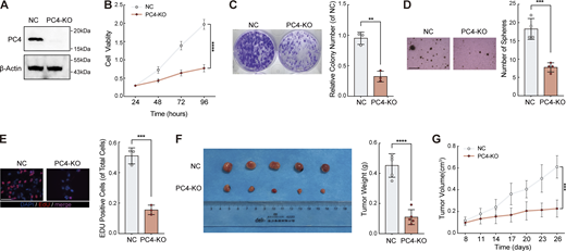 PC4-KO inhibits liver cancer cell growth in vitro and in vivo. Relative to Fig. 5. (A) Western blot showing PC4 protein expression levels in Huh7 cells with control or PC4-KO. Data are generated from n = 3 biological replicates. (B) Cell viability analysis by CCK8 assay in Huh7 cells with control or PC4-KO. Data were generated from n = 5 biological replicates. (C) Colony assay in Huh7 cells with control or PC4-KO. Data are generated from n = 3 biological replicates. (D) Soft agar assay in Huh7 cells with control or PC4-KO. Scale bar = 300 μm. Data are generated from n = 4 biological replicates. (E) EdU assay in Huh7 cells with control or PC4 knockout. scale bar = 75 μm. Data are generated from n = 3 biological replicates. (F) Photographs of dissected tumors and tumor weight in the nude mice subcutaneously injected with Huh7 cell with control or PC4-KO. Data are generated from n = 5 biological replicates. (G) Tumor volume in the nude mice subcutaneously injected with Huh7 cell with control or PC4-KO. Data were generated from n = 5 biological replicates. All quantifications were shown as means ± SD (unpaired Student’s t test); error bars represent SD. **P < 0.01, ***P < 0.001, ****P < 0.0001. A is representative of three independent experiments. Source data are available for this figure: SourceData FS4. Refer to the image caption for details.