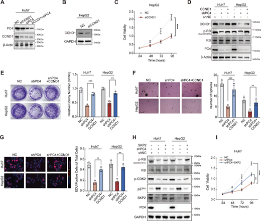 PC4 promotes G1–S transition and cell proliferation partially through a CCND1-dependent manner. Relative to Fig. 5. (A) Western blot showing PC4 and CCND1 protein expressions in Huh7 cells with control (NC), PC4 knockdown (siPC4), CCND1 knockdown (siCCND1), or combination knockdown of PC4 and CCND1 (siPC4+siCCND1). (B) Western blot showing CCND1 protein expression in HepG2 cells with control (NC) or CCND1 knockdown (siCCND1). (C) Cell viability analysis by CCK8 assay in HepG2 cells with NC or siCCND1. Data are generated from n = 5 biological replicates. (D) Western blot showing indicated protein expressions in Huh7 and HepG2 cells with NC, shPC4, or shPC4+CCND1. (E) Representative data and quantification of colony formation in colony assay in Huh7 and HepG2 cells transfected with NC, shPC4, or shPC4+CCND1. Data are generated from n = 3 biological replicates. (F) Representative data and quantification of soft agar colonies formation in soft agar assay in Huh7 and HepG2 cells transfected with NC, shPC4, or shPC4+CCND1. Scale bar = 300 μm. Data are generated from n = 4 biological replicates. (G) Representative data and quantification of EdU-positive cells in EdU assay in Huh7 and HepG2 cells transfected with NC, shPC4, or shPC4+CCND1. Scale bar = 75 μm. Data are generated from n = 3 biological replicates. (H) Western blot showing indicated protein expressions in Huh7 and HepG2 cells with NC, shPC4, or shPC4+SKP2. (I) Cell viability analysis by CCK8 assay in Huh7 cells with NC, shPC4, and shPC4+SKP2. Data were generated from n = 5 biological replicates. All quantifications were shown as means ± SD (one-way ANOVA test); error bars represent SD. **P < 0.01, ***P < 0.001, ****P < 0.0001. A, B, D, and H are representative of three independent experiments. Source data are available for this figure: SourceData FS6.