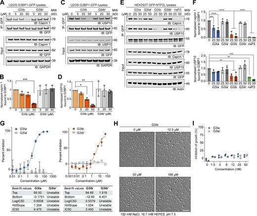G3Ia and G3Ib disrupt in vitro condensation of RNA, G3BP1, and caprin 1. (A–D) Lysates from U2OS cells stably expressing G3BP1-GFP were collected, incubated with increasing concentrations of G3I compound, immunoprecipitated for GFP, and separated by SDS-PAGE. Blots were probed for GFP and endogenous caprin 1 (A and B) or endogenous USP10 (C and D). GAPDH was used as a loading control. Densitometry from n = 3 blots was used to generate graphs (B and D); error bars represent mean ± SD. *P = 0.0495, **P = 0.0011, ***P = 0.0002 by one-way ANOVA with Dunnett’s multiple comparisons test. (E) Lysates from HEK293T cells expressing GFP-NTF2L were collected, incubated with increasing concentrations of G3I compounds or nsP3, immunoprecipitated for GFP, and separated by SDS-PAGE. Blots were probed for GFP, endogenous caprin 1, and endogenous USP10. Actin was used as a loading control. A representative blot is shown from n = 3 experiments. (F) Quantification of densitometry from n = 3 blots as shown in E. Error bars represent mean ± SD. ***P = 0.0006 and ****P < 0.0001 for caprin 1, **P = 0.0087 (25 μM G3Ib), **P = 0.0050 (50 μM G3Ib), **P = 0.0015 (25 μM nsP3), ***P = 0.0001 (50 μM nsP3) for USP10 by one-way ANOVA with Dunnett’s multiple comparisons test. (G) 1.5 μM G3BP1, 1.5 μM caprin 1, and 20 ng/μl total RNA were coincubated in a three-component system and co-condensation was assessed in the presence of increasing concentrations of G3I compounds. The percent inhibition of G3BP1-GFP in vitro phase separation is shown. Tables show the highest (top) and lowest (bottom) values of an individual curve, LogIC50, the slope at the steepest part of the curve (HillSlope), and IC50. Error bars represent mean ± SD, N = 3 replicates per condition. (H) 20 μM purified G3BP1 and 100 ng genomic RNA were coincubated in a two-component system and condensation was assessed in the presence of indicated doses of G3Ib or vehicle control. Condensate formation by G3BP1 and RNA was unaffected by the addition of G3Ib. Scale bar, 30 μm. (I) Cytotoxicity assay in U2OS cells treated with indicated concentrations of compounds for 24 h; inhibition of growth was measured by monitoring ATP levels read out through a luciferase signal. N = 2, both replicates are plotted. Source data are available for this figure: SourceData F2.