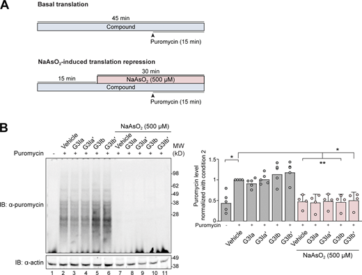 G3I compounds do not alter translation under basal conditions or following sodium arsenite stress. (A) Schematic showing the preincubation paradigm used for pretreatment with 50 μM of indicated G3I compound or vehicle control. Indicated doses of the compound were added to HeLa cells for 15 min, followed by exposure to 500 μM NaAsO2 stress for 30 min. Puromycin (500 μM) was added to the media 15 min following the addition of NaAsO2. Unstressed cells were used to quantify the basal translation rate. (B) Cells were collected and lysed with RIPA buffer followed by SDS-PAGE. Newly synthesized transcripts were visualized by Western blot using an antibody targeting puromycin. Actin was used a loading control. Densitometry from n = 4 blots was used to generate a graph representing puromycin labeling of newly synthesized proteins. Error bars represent mean ± SD. *P < 0.1 and **P = 0.05 by one-way ANOVA with Dunnett’s multiple comparisons test. Source data are available for this figure: SourceData FS4.