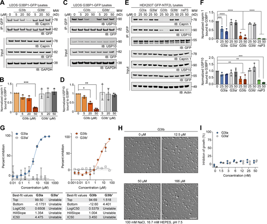 G3Ia and G3Ib disrupt in vitro condensation of RNA, G3BP1, and caprin 1. (A–D) Lysates from U2OS cells stably expressing G3BP1-GFP were collected, incubated with increasing concentrations of G3I compound, immunoprecipitated for GFP, and separated by SDS-PAGE. Blots were probed for GFP and endogenous caprin 1 (A and B) or endogenous USP10 (C and D). GAPDH was used as a loading control. Densitometry from n = 3 blots was used to generate graphs (B and D); error bars represent mean ± SD. *P = 0.0495, **P = 0.0011, ***P = 0.0002 by one-way ANOVA with Dunnett’s multiple comparisons test. (E) Lysates from HEK293T cells expressing GFP-NTF2L were collected, incubated with increasing concentrations of G3I compounds or nsP3, immunoprecipitated for GFP, and separated by SDS-PAGE. Blots were probed for GFP, endogenous caprin 1, and endogenous USP10. Actin was used as a loading control. A representative blot is shown from n = 3 experiments. (F) Quantification of densitometry from n = 3 blots as shown in E. Error bars represent mean ± SD. ***P = 0.0006 and ****P < 0.0001 for caprin 1, **P = 0.0087 (25 μM G3Ib), **P = 0.0050 (50 μM G3Ib), **P = 0.0015 (25 μM nsP3), ***P = 0.0001 (50 μM nsP3) for USP10 by one-way ANOVA with Dunnett’s multiple comparisons test. (G) 1.5 μM G3BP1, 1.5 μM caprin 1, and 20 ng/μl total RNA were coincubated in a three-component system and co-condensation was assessed in the presence of increasing concentrations of G3I compounds. The percent inhibition of G3BP1-GFP in vitro phase separation is shown. Tables show the highest (top) and lowest (bottom) values of an individual curve, LogIC50, the slope at the steepest part of the curve (HillSlope), and IC50. Error bars represent mean ± SD, N = 3 replicates per condition. (H) 20 μM purified G3BP1 and 100 ng genomic RNA were coincubated in a two-component system and condensation was assessed in the presence of indicated doses of G3Ib or vehicle control. Condensate formation by G3BP1 and RNA was unaffected by the addition of G3Ib. Scale bar, 30 μm. (I) Cytotoxicity assay in U2OS cells treated with indicated concentrations of compounds for 24 h; inhibition of growth was measured by monitoring ATP levels read out through a luciferase signal. N = 2, both replicates are plotted. Source data are available for this figure: SourceData F2.