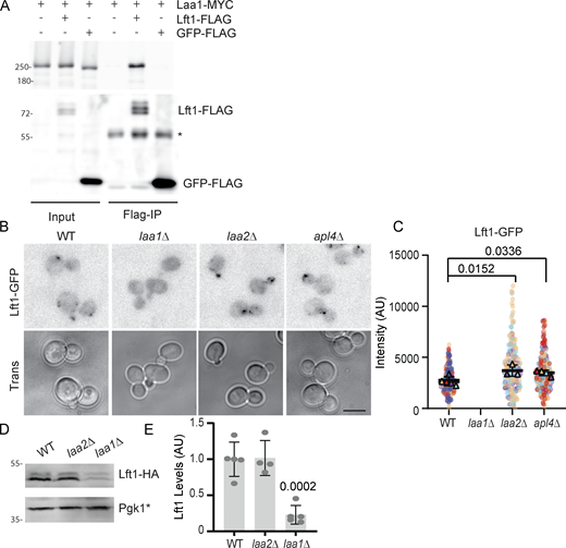Lft1 binds Laa1 and depends on Laa1 for protein stability. (A) Lft1 binds Laa1 as detected by immunoprecipitation. Flag-tagged proteins were immunoprecipitated from cells expressing indicated gene fusions expressed from their endogenous loci and probed for Flag and HA. * marks antibody band. (B) Lft1-GFP puncta are not detectable in cells lacking Laa1 and are slightly more intense in cells lacking Laa2 or AP1. Cells with indicated genotypes were imaged as described in Materials and methods. The scale bar is 5 μm. (C) Quantification of Lft1 puncta intensity in indicated cells. The charts show super-plots of median values from replicate experiments plotted over individual intensity measurements which are color-coded for each replicate experiment. The standard deviations of the median values are shown. P values derive from Dunnett’s multiple comparisons test of the mean values of replicate experiments. (D) Lft1 abundance is lower in cells lacking Laa1 but not Laa2. Lysates of cells of indicated genotypes were probed for HA or Pgk1*, a breakdown product of Pgk1 used as a lysis control. (E) The charts of intensity values from D. The standard deviations are shown. P values derive from Dunnett’s multiple comparisons test. The chart shows standard deviations. Source data are available for this figure: SourceData F1. Refer to the image caption for details.