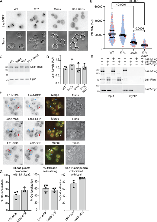 Laa1 forms mutually exclusive complexes with Lft1 and Laa2. (A) Lft1 and Laa2 both contribute to Laa1 localization. Cells with indicated genotypes were imaged as described in Materials and methods. (B) Quantification of puncta intensity as described in Fig. 1 C. (C) Laa1 abundance is unaffected by loss of Lft1 or Laa2 alone or simultaneously. Lysates of cells of indicated genotypes were probed for myc or Pgk1, used as a lysis control. (D) Quantification of data in C as described in Fig. 1. (E) Laa2 does not bind Lft1 as detected by immunoprecipitation. Myc-tagged proteins were immunoprecipitated from cells expressing indicated gene fusions from their endogenous loci and probed for myc and Flag. * indicates a degradation product from Laa1 migrating near the size of Lft1. Lft1-Flag migrates as a triplet under the conditions used for the myc IP. (F) Colocalization of Laa2, Laa1, and Lft1. Indicated gene fusions were expressed from their endogenous loci and cells were imaged as described in the Materials and methods. Blue arrowheads indicate regions of colocalization. Red/white arrowheads indicate regions where colocalization was not observed. (G) Percent of Laa1 structures that contained indicated protein (left). Percent of Lft1 structures that contained Laa2 (Lft1-mCh) or Laa2 structures that contained Lft1 (Laa2-GFP) (middle). Percent of Lft1 or Laa2 structures that contained Laa1 (right) charts show percentages from individual replicates, error bars indicate standard deviation. Micrographs show Z-stack compressions; scale bars are 5 µm. Source data are available for this figure: SourceData F2. Refer to the image caption for details.