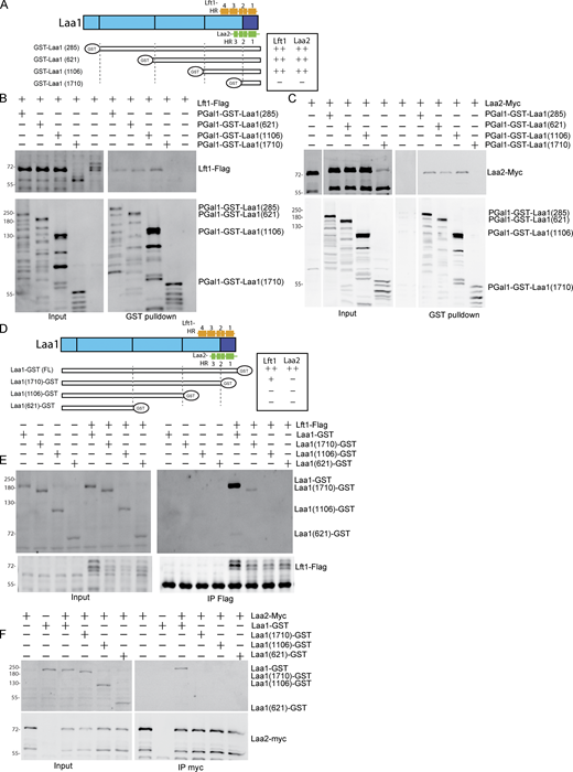 Lft1 and Laa2 bind to the C-terminus of Laa1. (A) Schematic of Laa1 fragments used in B and C, and approximate orientation to Lft1 and Laa2 HRs. The strength of binding to Lft1 and Laa2 is indicated to the right. (B and C) Lft1 and Laa2 bind to Laa1 fragments that contain the last 908 amino acids of Laa1 (pGAL1-GST-Laa1(1106). GST-tagged proteins were isolated using glutathione beads from cells expressing indicated gene fusions expressed from their endogenous loci and probed for GST and Flag or Myc. Note that Lft1-Flag migrates as a single band under conditions where Laa1 is overexpressed and can bind Lft1. Lft1 migrates as a triplet when Laa1 is not overexpressed. (D) Schematic of Laa1 fragments used in E and F and approximate orientation to Lft1 and Laa2 HRs. The strength of binding to Lft1 and Laa2 is indicated to the right. (E) Lft1 binds weakly to Laa1 missing the last 304 amino acids (Laa1(1710)-GST), but not larger deletions. Flag-tagged proteins were immunoprecipitated from cells expressing indicated gene fusions expressed from their endogenous loci and probed for GST and Flag. (F) Laa2 does not bind to any C-terminal truncations tested. Myc-tagged proteins were immunoprecipitated from cells expressing indicated gene fusions expressed from their endogenous loci and probed for GST and myc. Source data are available for this figure: SourceData F4. Refer to the image caption for details.