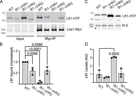 Multiple Lft1 helical regions contribute to binding. (A) Indicated LFT1 mutations were tagged with 6-HIS-TEV-3FLAG (HTF) and expressed from the endogenous locus in cells expressing Laa1-myc from the endogenous locus. Myc-tagged proteins were immunoprecipitated and probed for Myc and Flag. (B) Lft1 bound was quantified. Lft1 signal was normalized to the amount of Laa1 in each sample and then to the normalized signal for wild-type reactions on the same immunoblot. (C) lft1-ΔHR2 is more abundant than wild-type Lft1. Lysates from strains described in A were generated and immunoblotted for Flag. Equal loading was confirmed with an endogenous protein that cross-reacts with the flag antibody (N.S.). (D) Lft1 abundance was quantified. Signal intensity was normalized to the average of the wild-type signal. P values were derived from Dunnett’s multiple comparisons test. The charts show standard deviations. Source data are available for this figure: SourceData F5. Refer to the image caption for details.