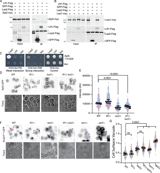 Lft1 does not detectably bind to AP1 or contribute to its localization or function in sorting Sna2Y75A. (A and B) (A) AP1 was not detected in coimmunoprecipitation samples with Lft1 under conditions where Laa2 binds AP1 and (B) under conditions where Lft1 binds Laa1. Myc-tagged proteins were immunoprecipitated from cells expressing indicated gene fusions expressed from their endogenous loci and probed for Myc and Flag. * indicates antibody band. (C) An interaction between Lft1 and AP1-γ ear (Apl4-a.a.715–828) was not detected by two-hybrid under conditions where AP1- γ ear bind Laa2. (D) Loss of Lft1 does not impact AP1 localization. Cells with indicated genotypes were imaged. (E) Quantification of puncta intensity as described in Fig. 1 C. (F) Lft1 does not contribute to Sna2Y75A sorting. Cells with indicated genotypes expressing GFP-Sna2Y75A from a plasmid were imaged. Blue arrowheads indicate plasma membrane localization and magenta arrows indicate vacuole localization. (G) Quantification of the plasma membrane to vacuole intensity for single cells. P values derive from Dunnett’s multiple comparisons test. The chart shows the standard deviations of the mean for replicate experiments. Scale bars are 5 µm. Source data are available for this figure: SourceData F6. Refer to the image caption for details.