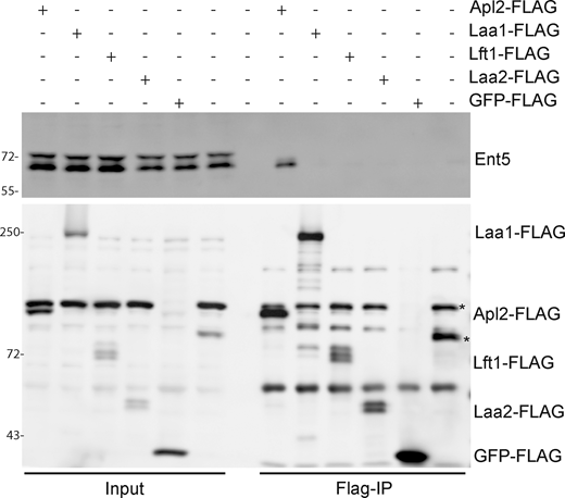 Lft1 does not detectably bind to Ent5. Ent5 was not detected in coimmunoprecipitation samples with Laa1, Lft1, or Laa2 under conditions where Ent5 binds AP1. Flag-proteins were immunoprecipitated from cells expressing indicated gene fusions from their endogenous loci and probed for Ent5 and Flag. * indicates flag cross-reacting band found in the BY background. The GFP-Flag strain comes from a cross to FY5, the parent of the BY background, which lacks this band. Source data are available for this figure: SourceData FS3. Refer to the image caption for details.
