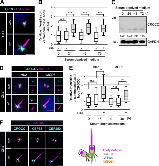Expansion of the intercentriolar/rootlet fibers in cilia. (A) RPE1 cells without and with cilia were subjected to coimmunostaining analysis with antibodies specific to CROCC (cyan) and acetylated tubulin (magenta). (B) Intensities of CROCC at the centrosomes and basal bodies were determined in cells without and with cilia, respectively. (C) RPE1 cells were cultured in serum-deprived medium for 0, 24, 48, and 72 h. The cells were subjected to immunoblot analysis with antibodies specific to CROCC and GAPDH. Average intensities of the CROCC-specific bands were indicated after the three repeated experiments. (D) HK2 and IMCD3 cells were cultured in a serum-deprived medium for 48 h. The cells were subjected to coimmunostaining analysis with antibodies specific to CROCC (cyan) and acetylated tubulin (magenta). (E) Intensities of CROCC at the centrosomes/basal bodies were determined in cells without and with cilia, respectively. (F) RPE1 cells were coimmunostained with antibodies specific to acetylated tubulin (magenta) along with CROCC (cyan), CEP68 (cyan), and CEP250 (cyan). (A, D, and F) Scale bars, 2 μm. (B and E) More than 15 cells per group were counted in three independent experiments. Within each box, the black center line represents the median value, the black box contains the interquartile range, and the black whiskers extend to the 10th and 90th percentiles. Statistical significance was determined using one-way ANOVA with Tukey’s post hoc test (***, P < 0.001; n.s., not significant). Source data are available for this figure: SourceData F1.