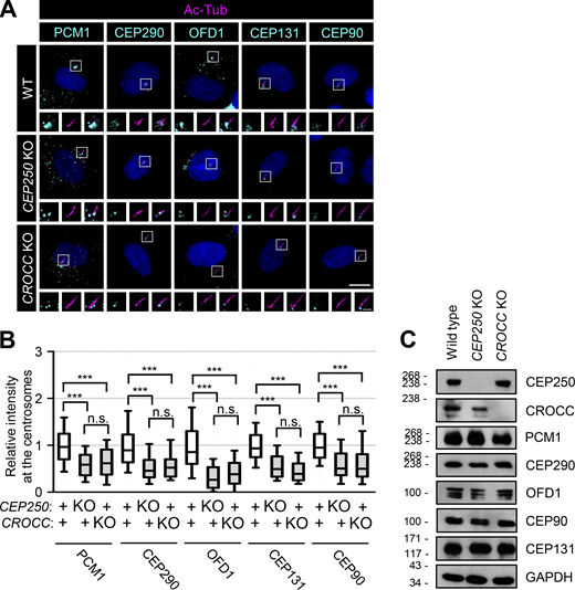 Reduction of the centrosome/basal body levels of PCM1 in the CEP250 and CROCC KO cells. (A) The CEP250 and CROCC KO RPE1 cells were cultured in a serum-deprived medium for 48 h to induce cilia assembly and coimmunostained with antibodies specific to acetylated tubulin (magenta), along with PCM1, CEP290, OFD1, CEP131, and CEP90 (cyan). Scale bar, 10 μm; inset scale bar, 2 μm. (B) Centrosome intensities of PCM1, CEP290, OFD1, CEP131, and CEP90 were determined. More than 30 cells per group were counted in three independent experiments. Within each box, the black center line represents the median value, the black box contains the interquartile range, and the black whiskers extend to the 10th and 90th percentiles. Statistical significance was determined using one-way ANOVA with Tukey’s post hoc test (***, P < 0.001; n.s., not significant). (C) The CEP250 and CROCC KO RPE1 cells were subjected to immunoblot analyses with antibodies specific to CEP250, CROCC, PCM1, CEP290, OFD1, CEP90, CEP131, and GAPDH. Source data are available for this figure: SourceData F3.